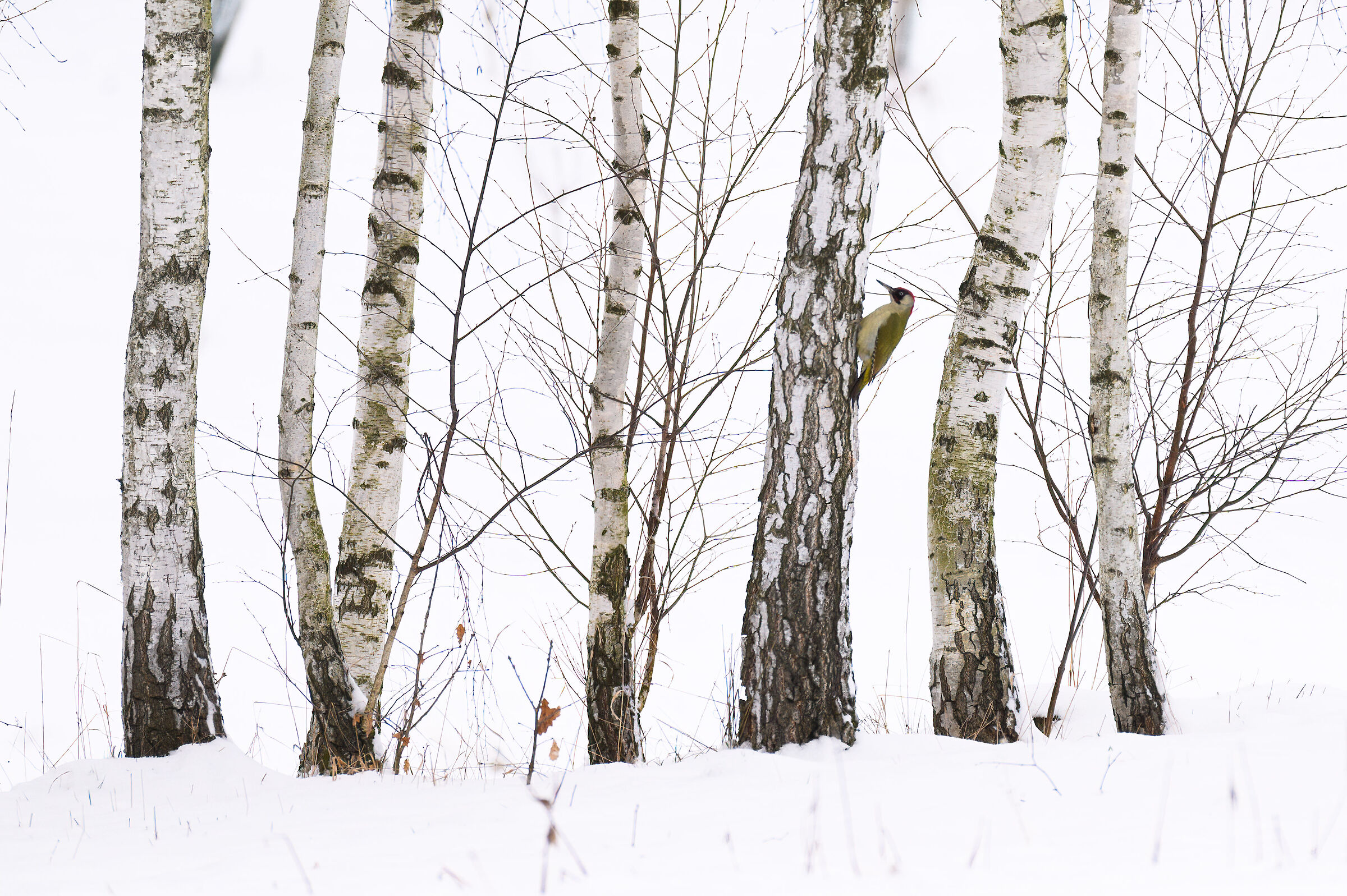 betulle neve e Verde