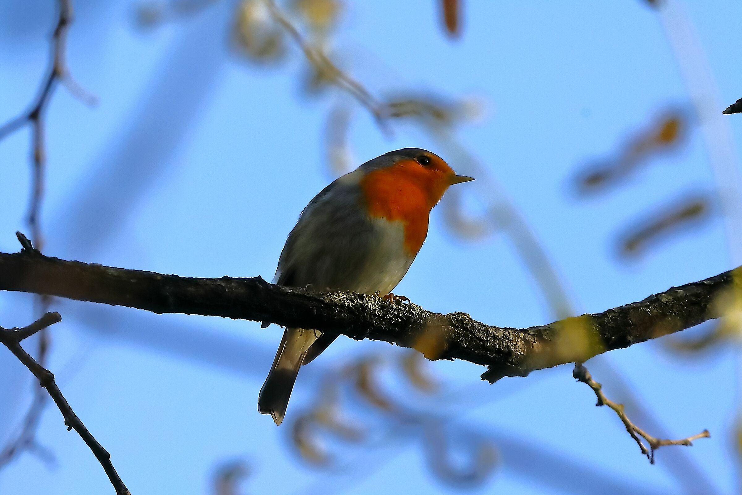 Robin 13-11-2023