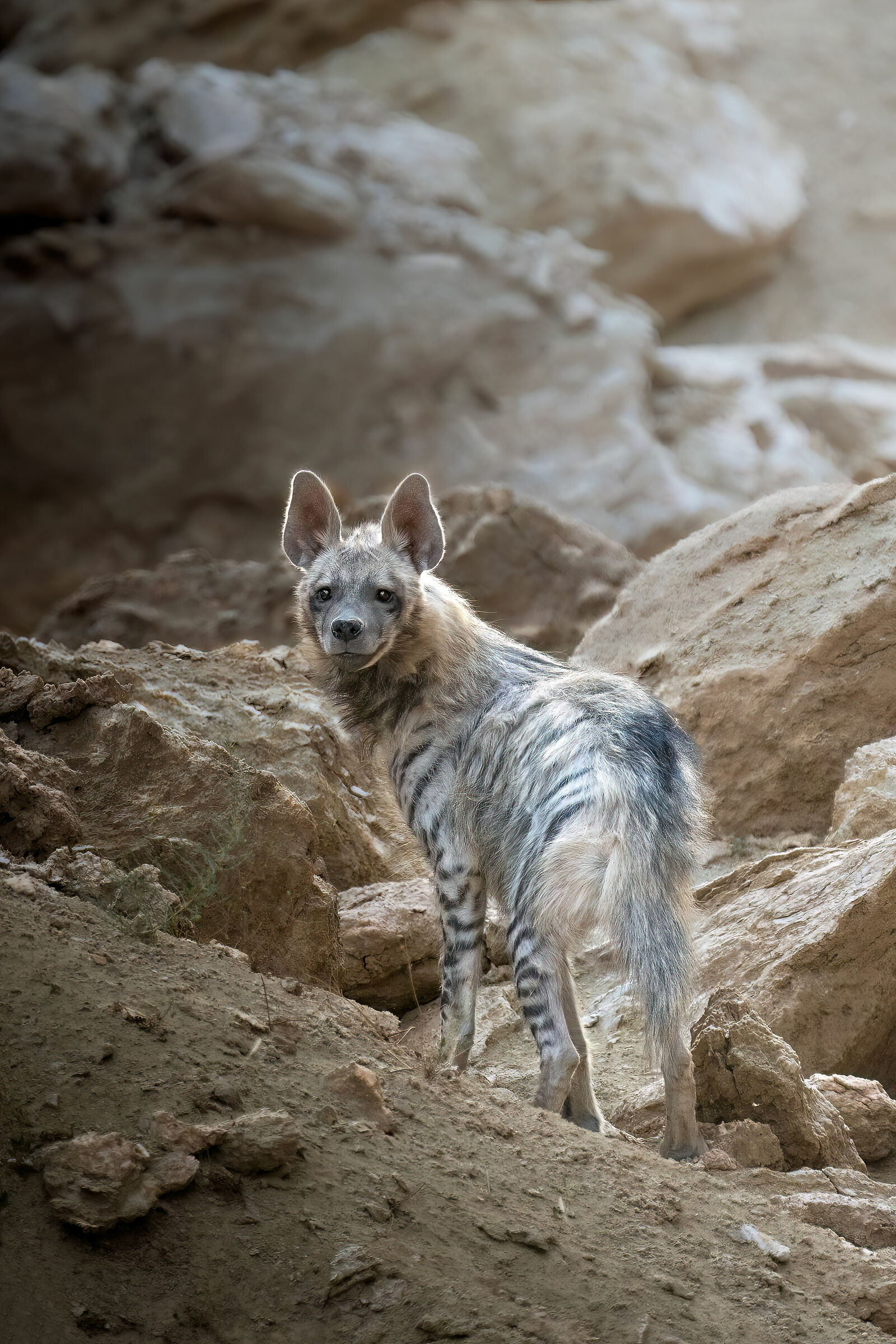 Striped hyena