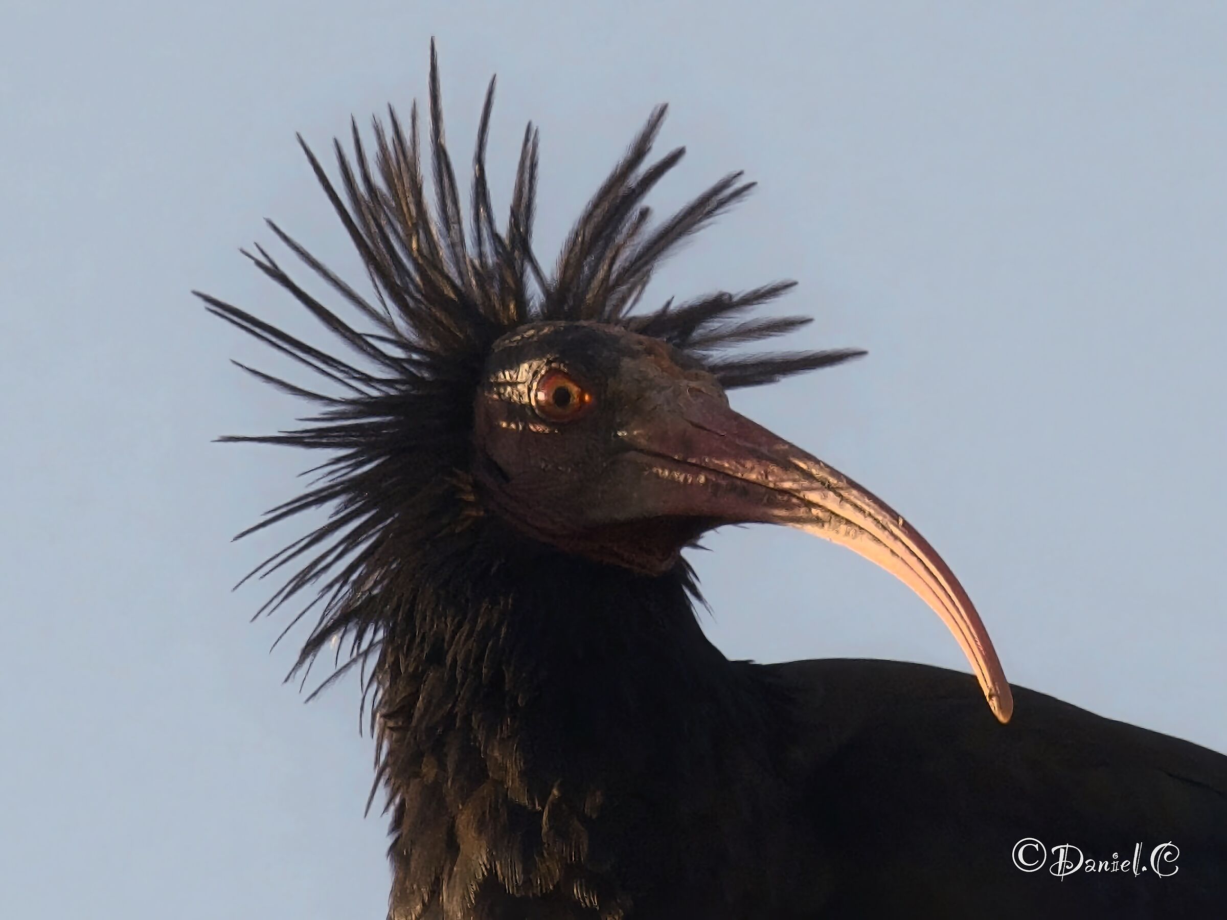 Ibis eremita