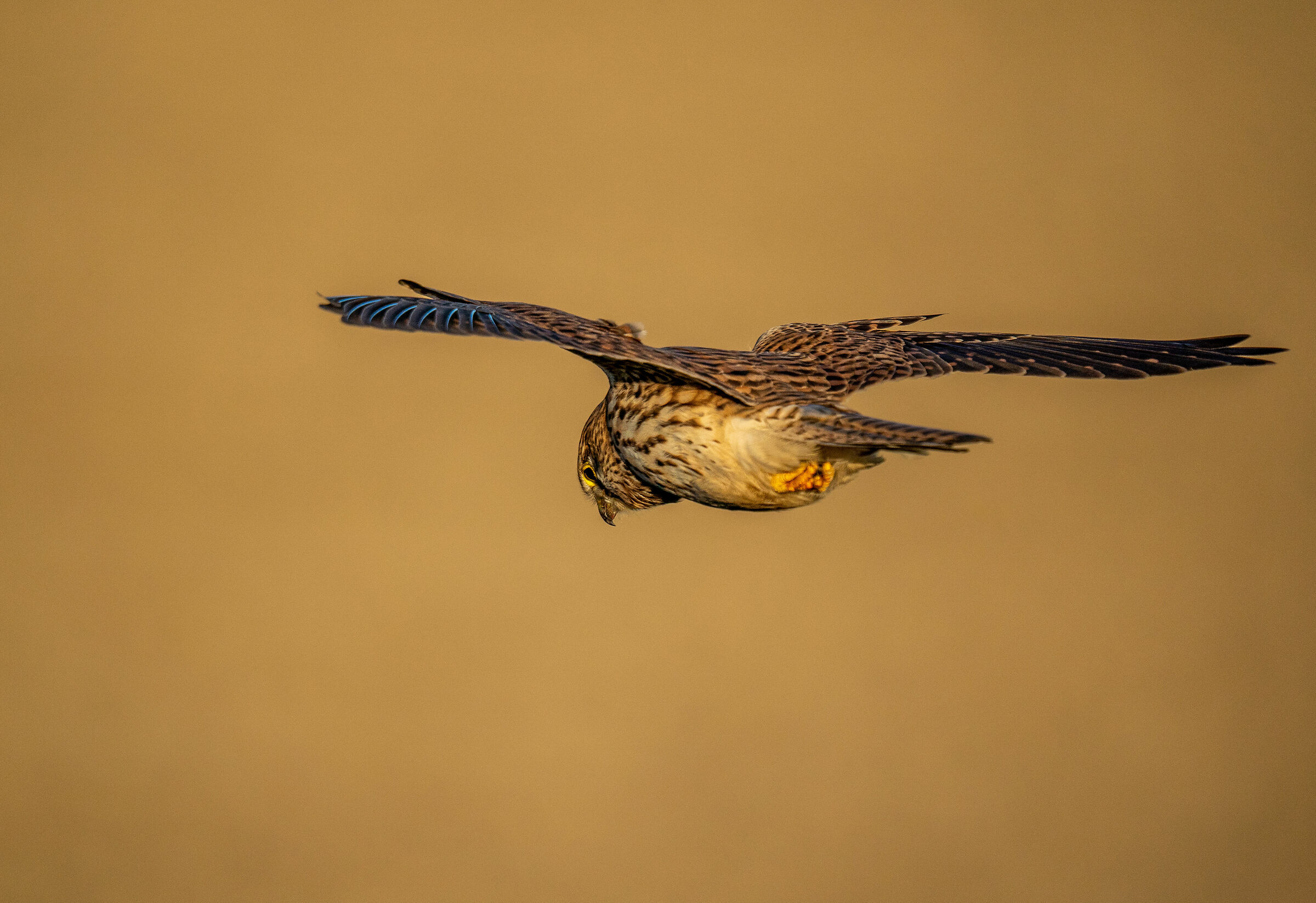 kestrel