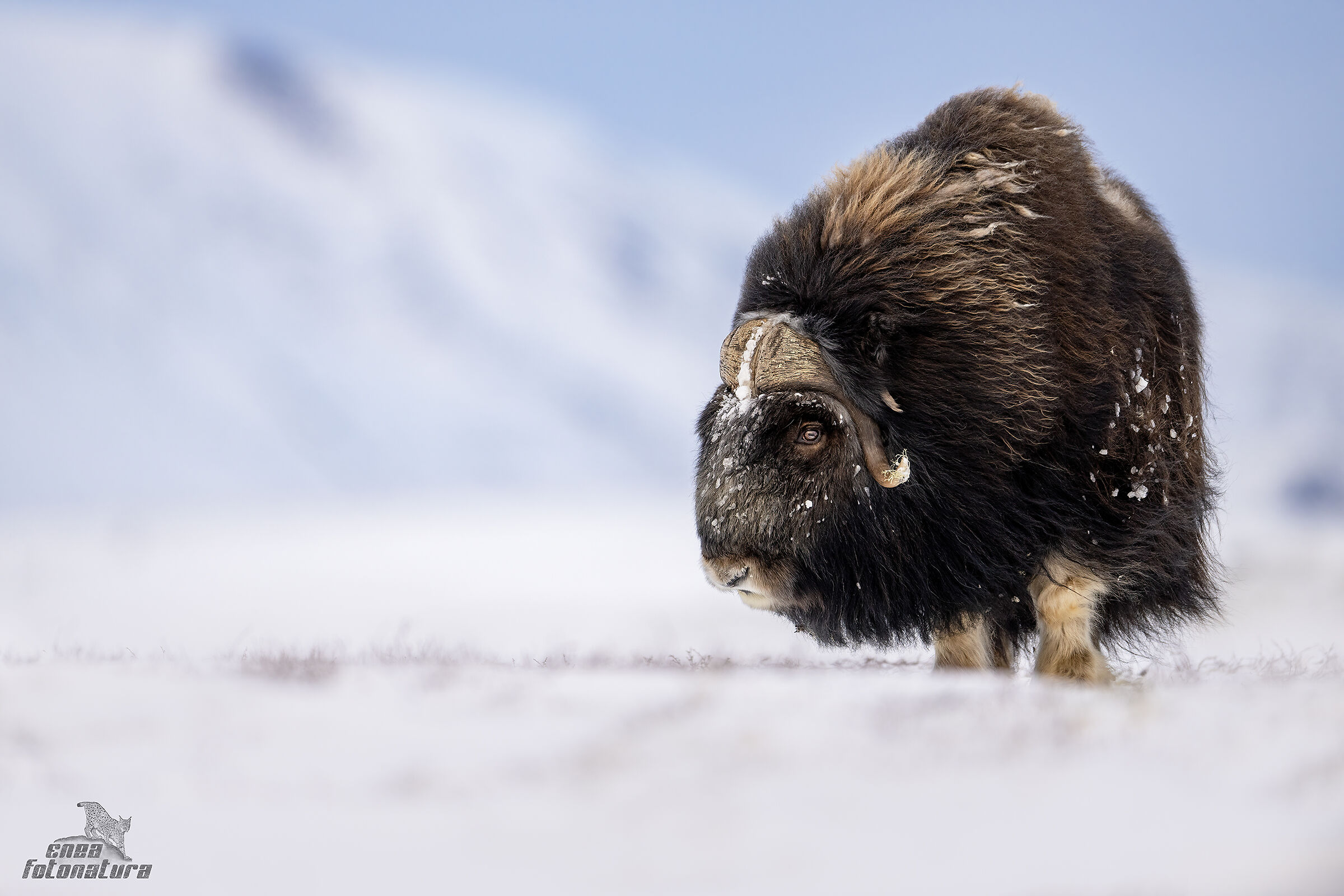 MUSKOX