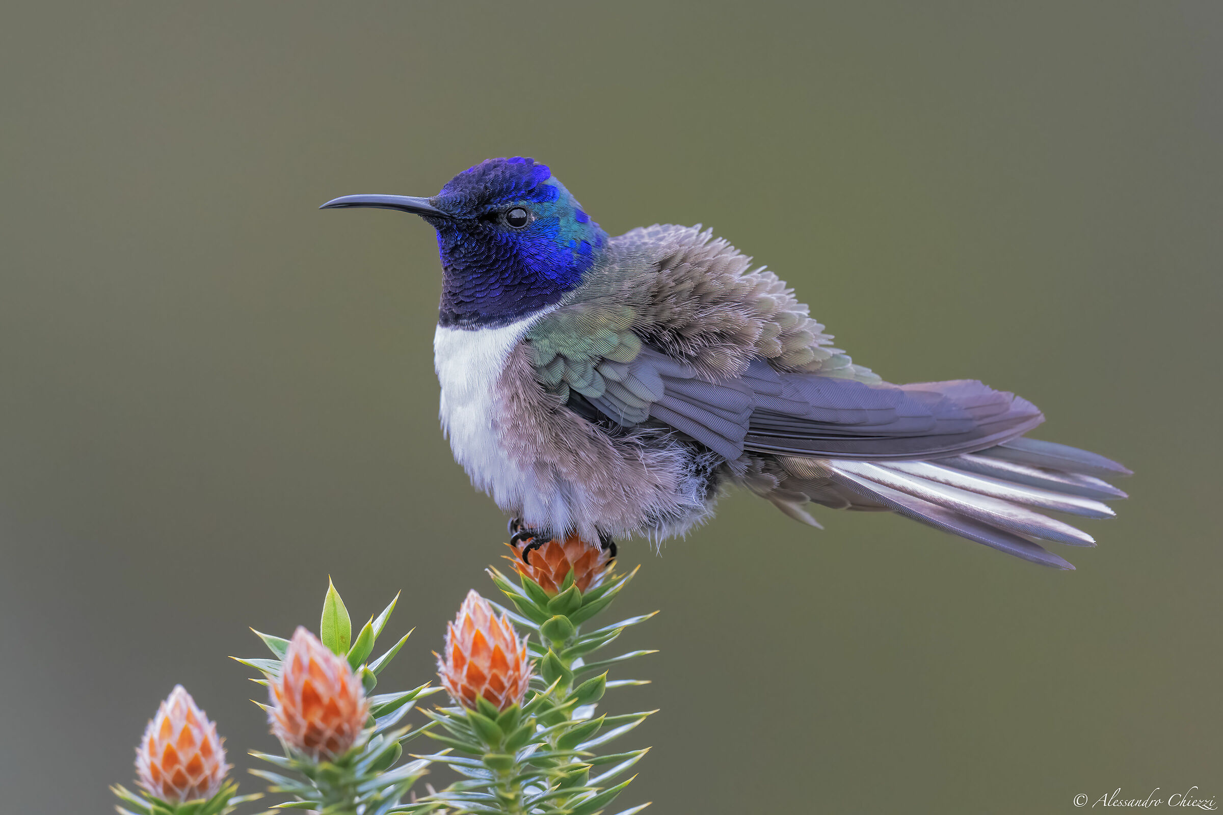 La stella del vulcano