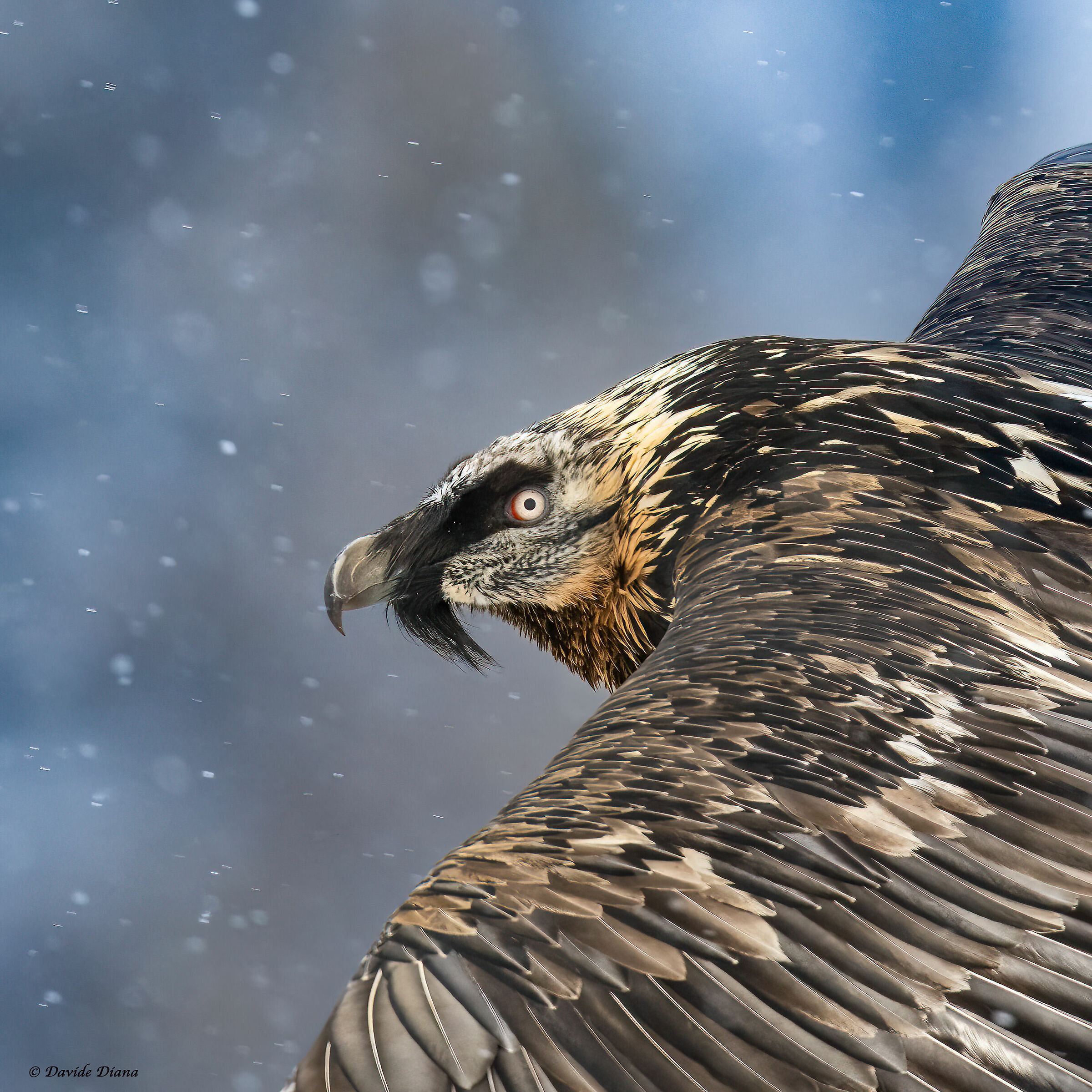 Gypaetus barbatus - Gran Paradiso National Park