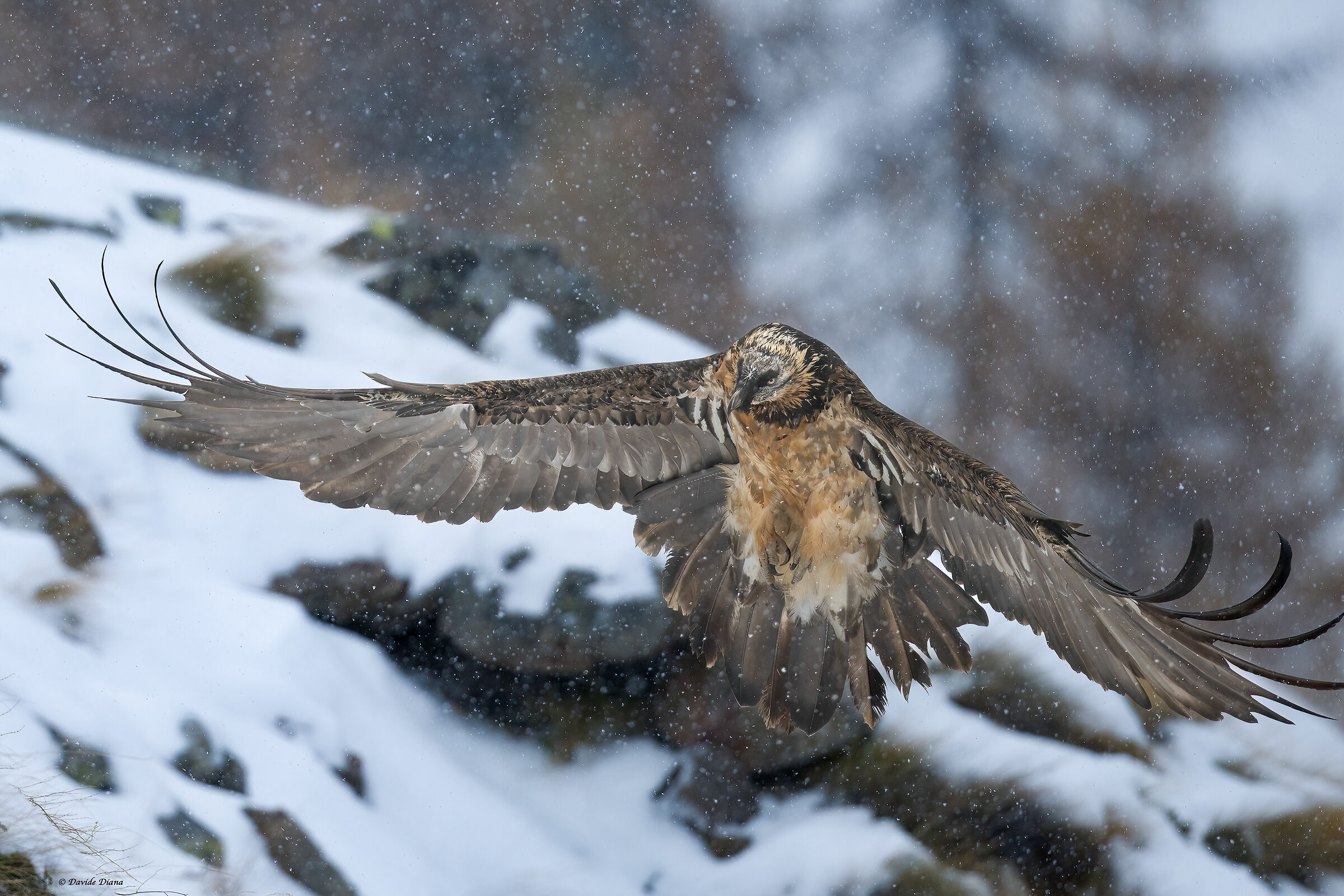 Gypaetus barbatus - Gran Paradiso National Park