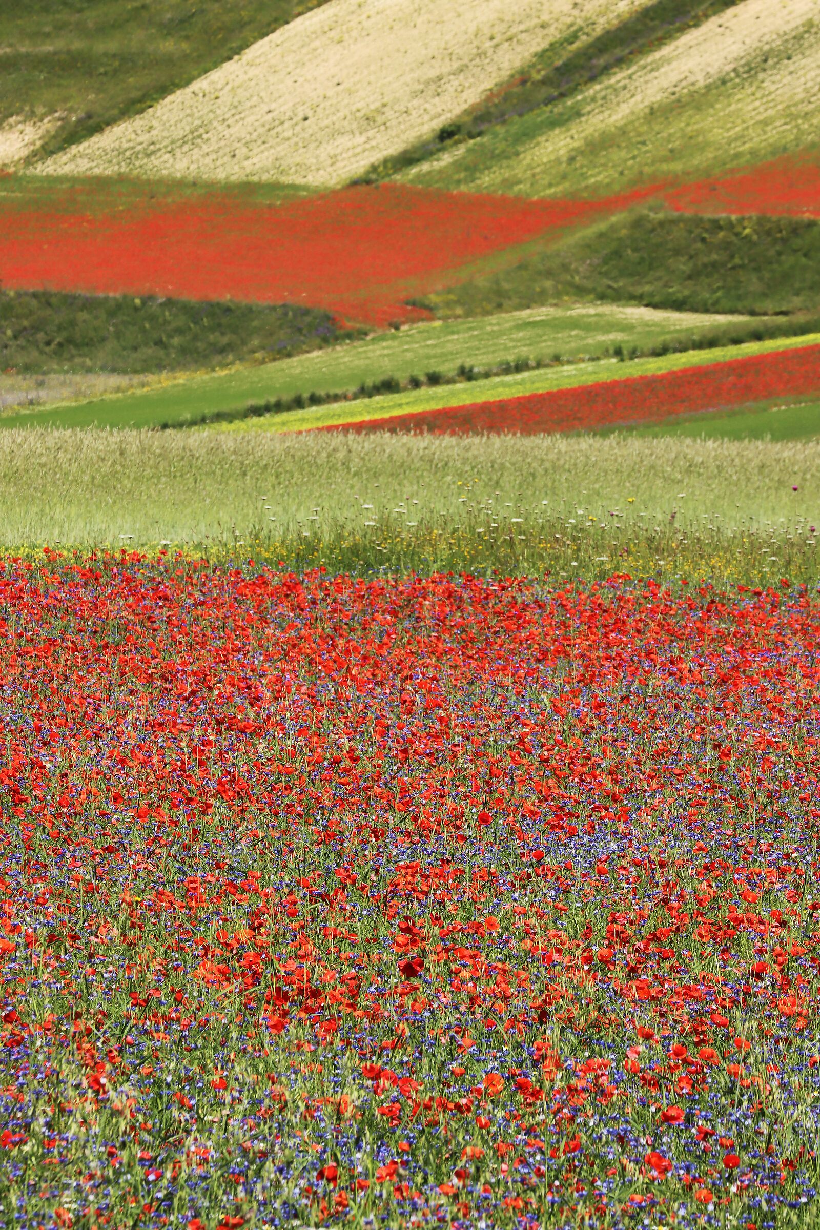 Linee contrastanti... a Castelluccio