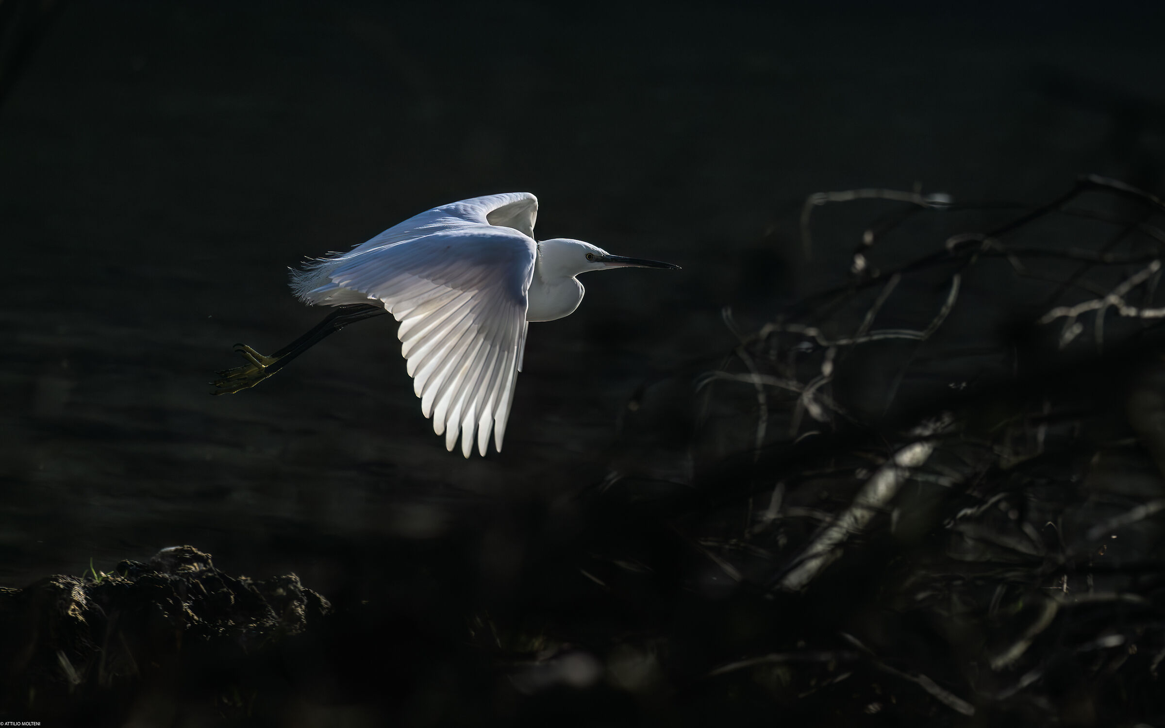 Egret