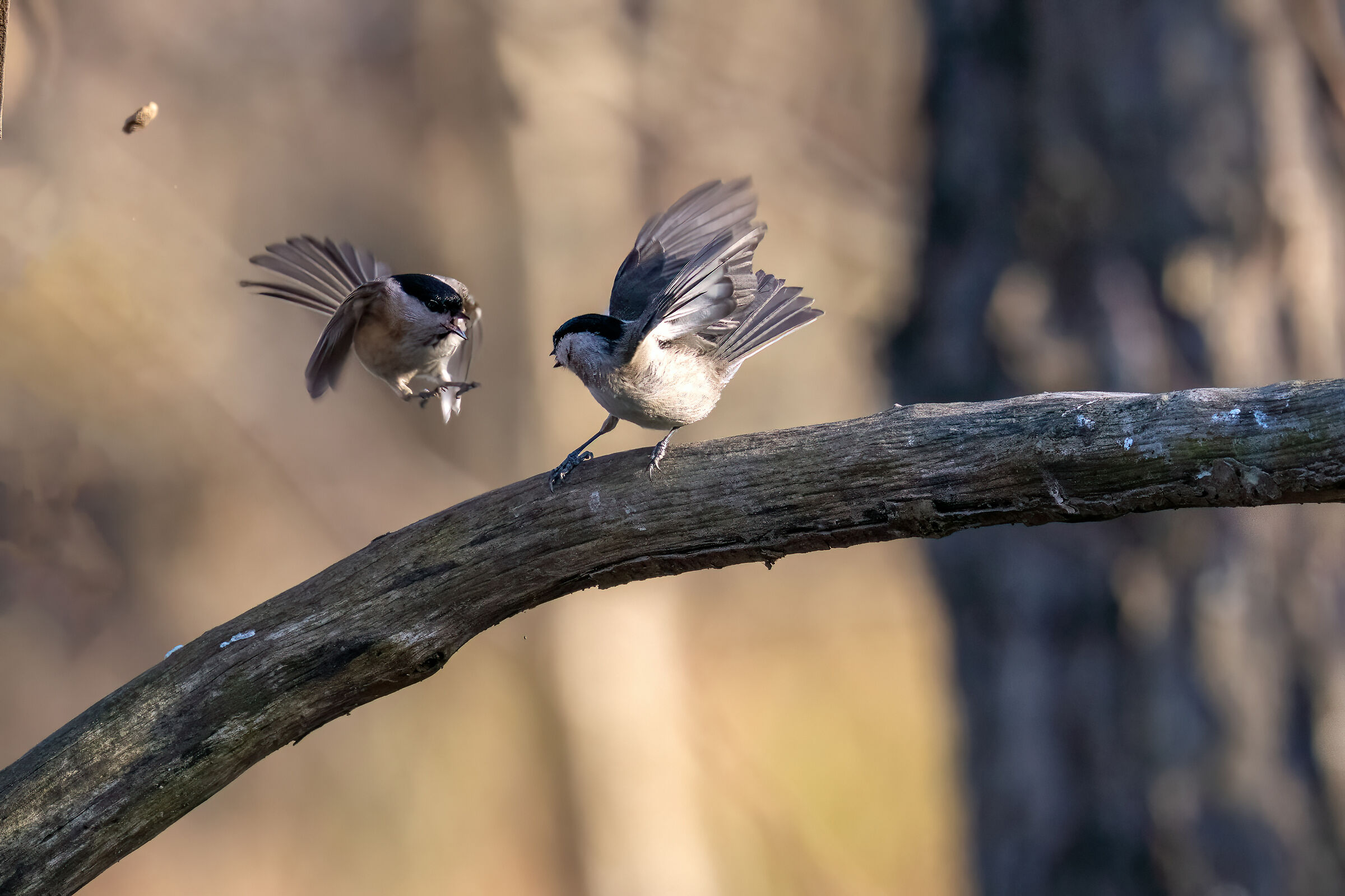 Bisticcio tra bincie bigie
