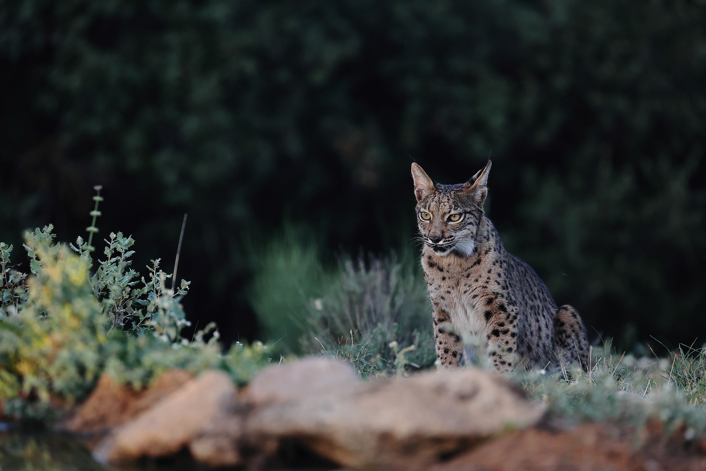 Lince giovane maschio