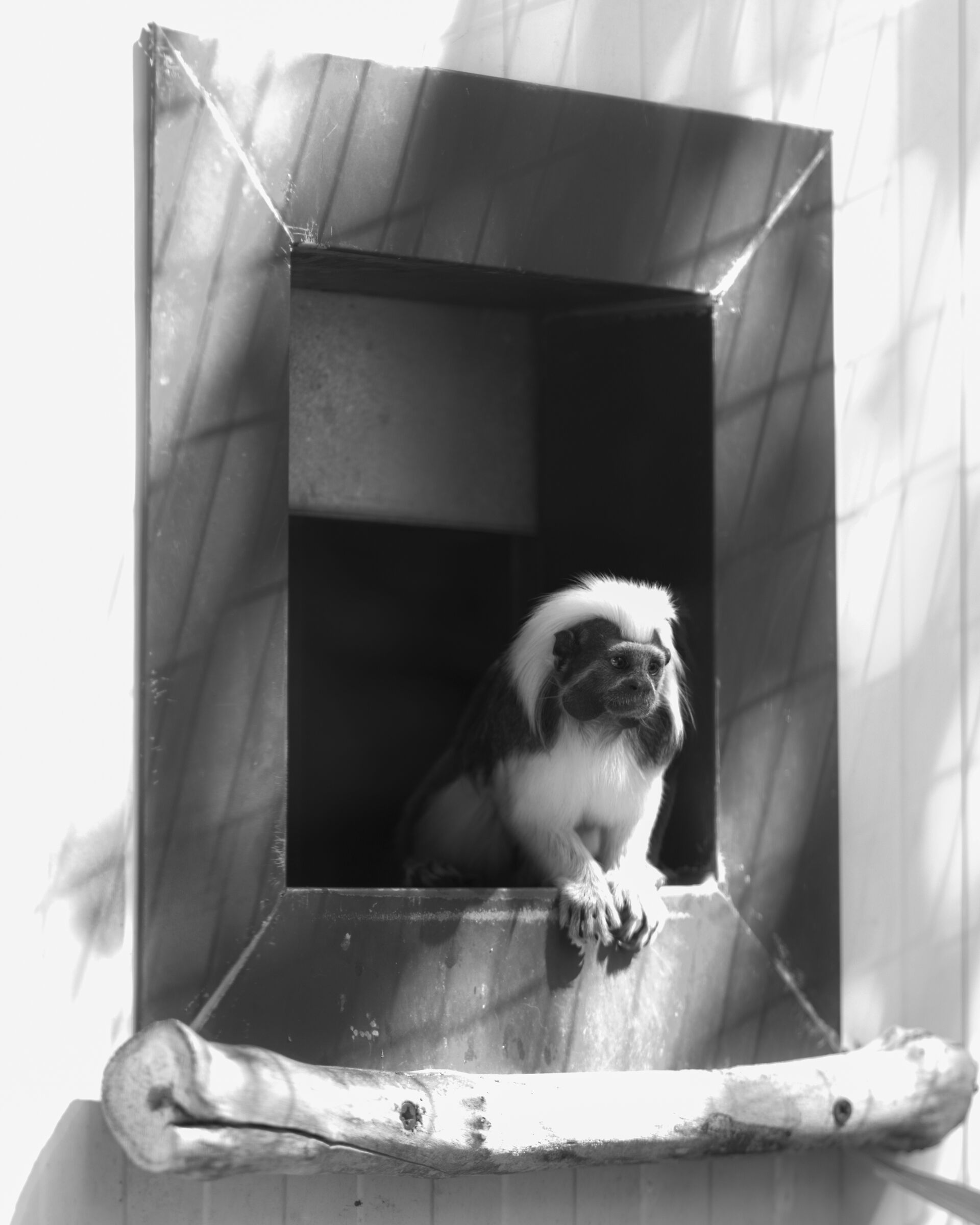 Osservando i passanti dalla finestra