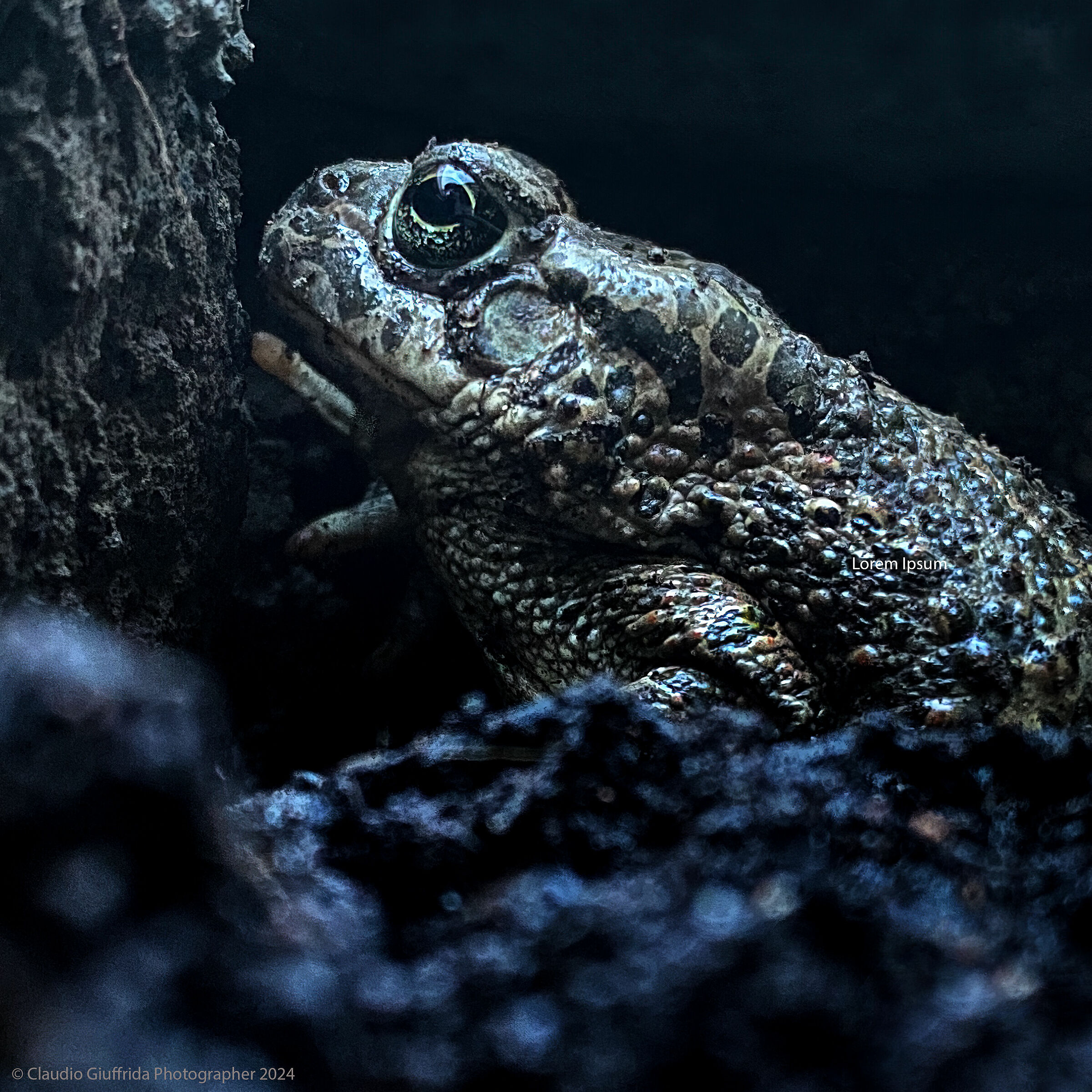 waiting for the princess