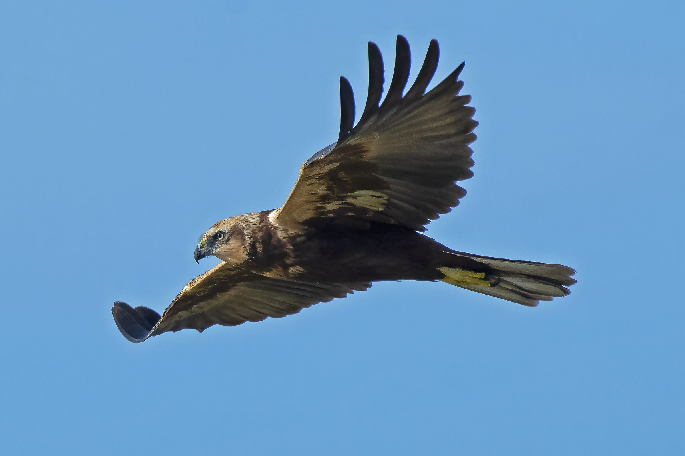 The Terror of the Pond