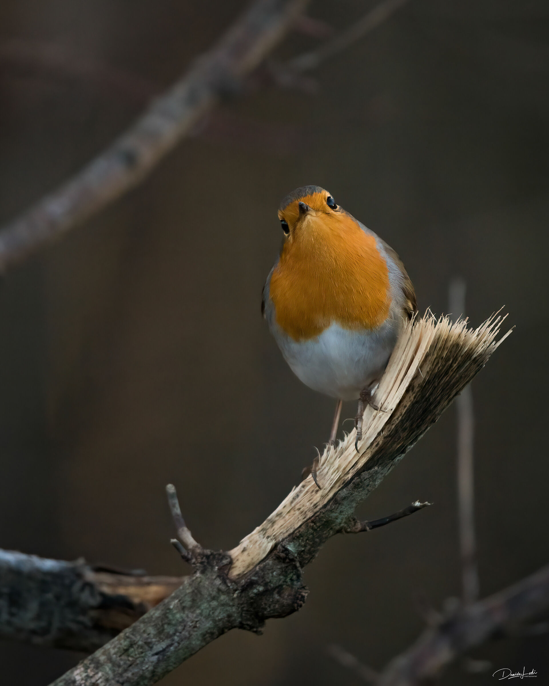 Robin