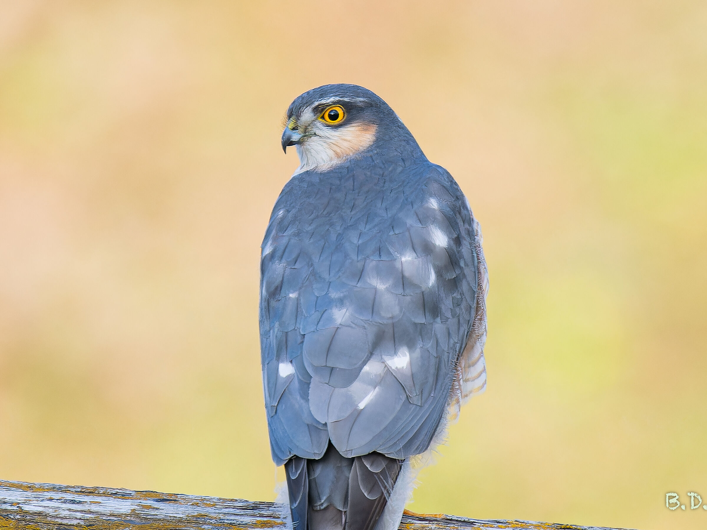 Accipiter nisus (Sparviere)