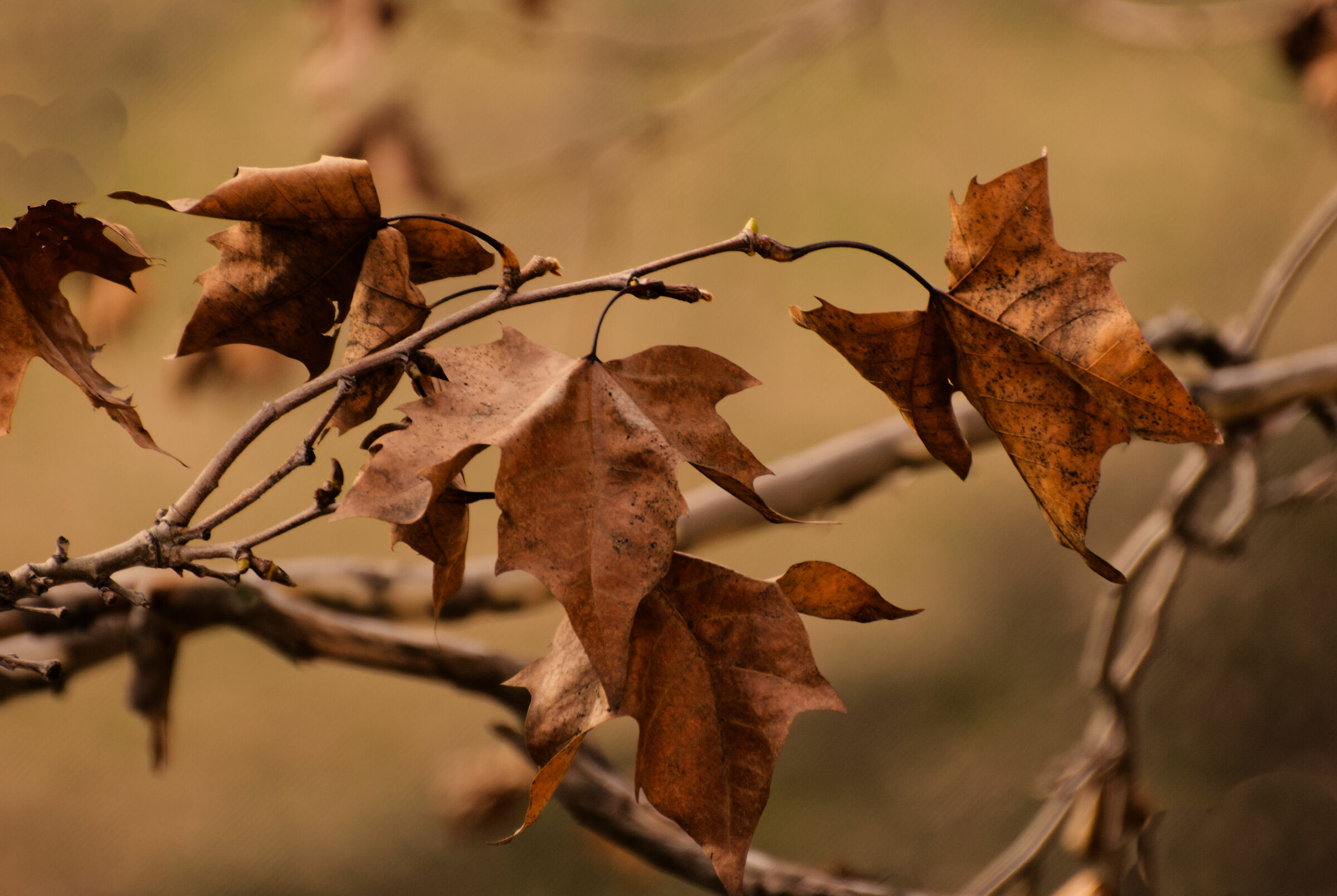 Leaves