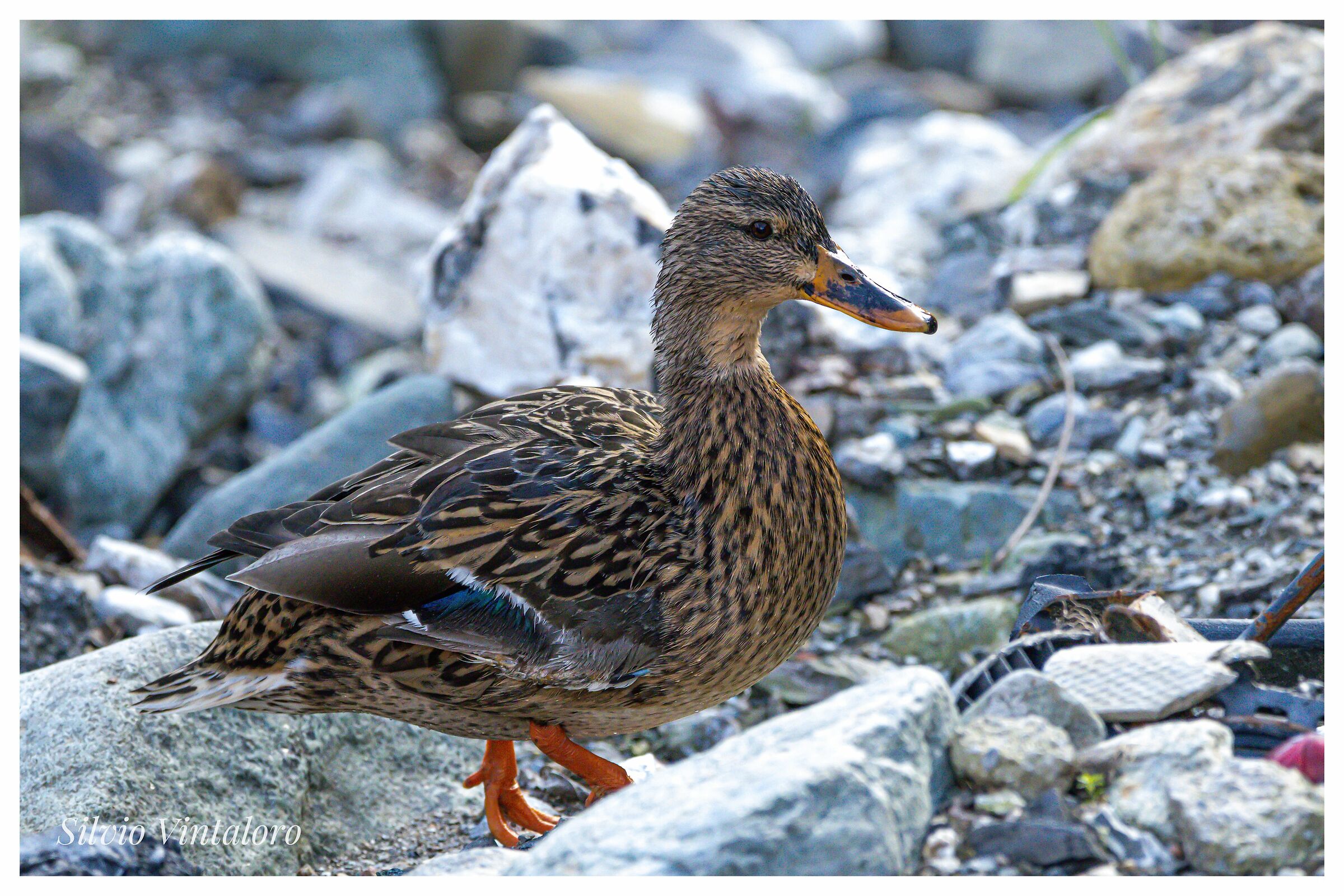 Female mallard