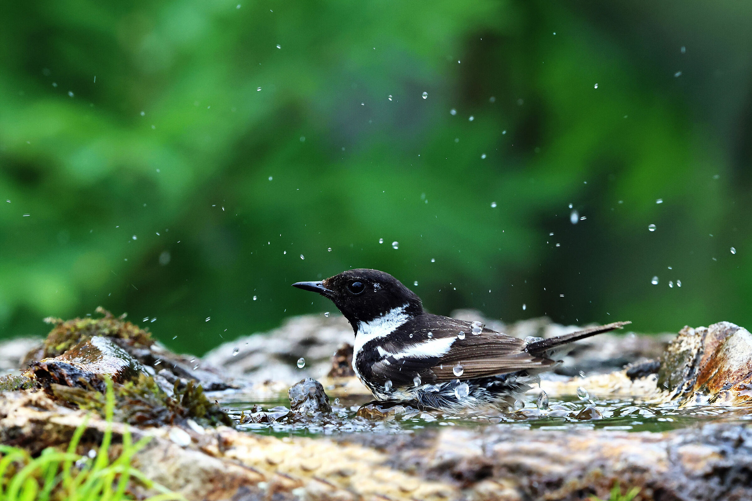 Saltinpalo ( maschio )