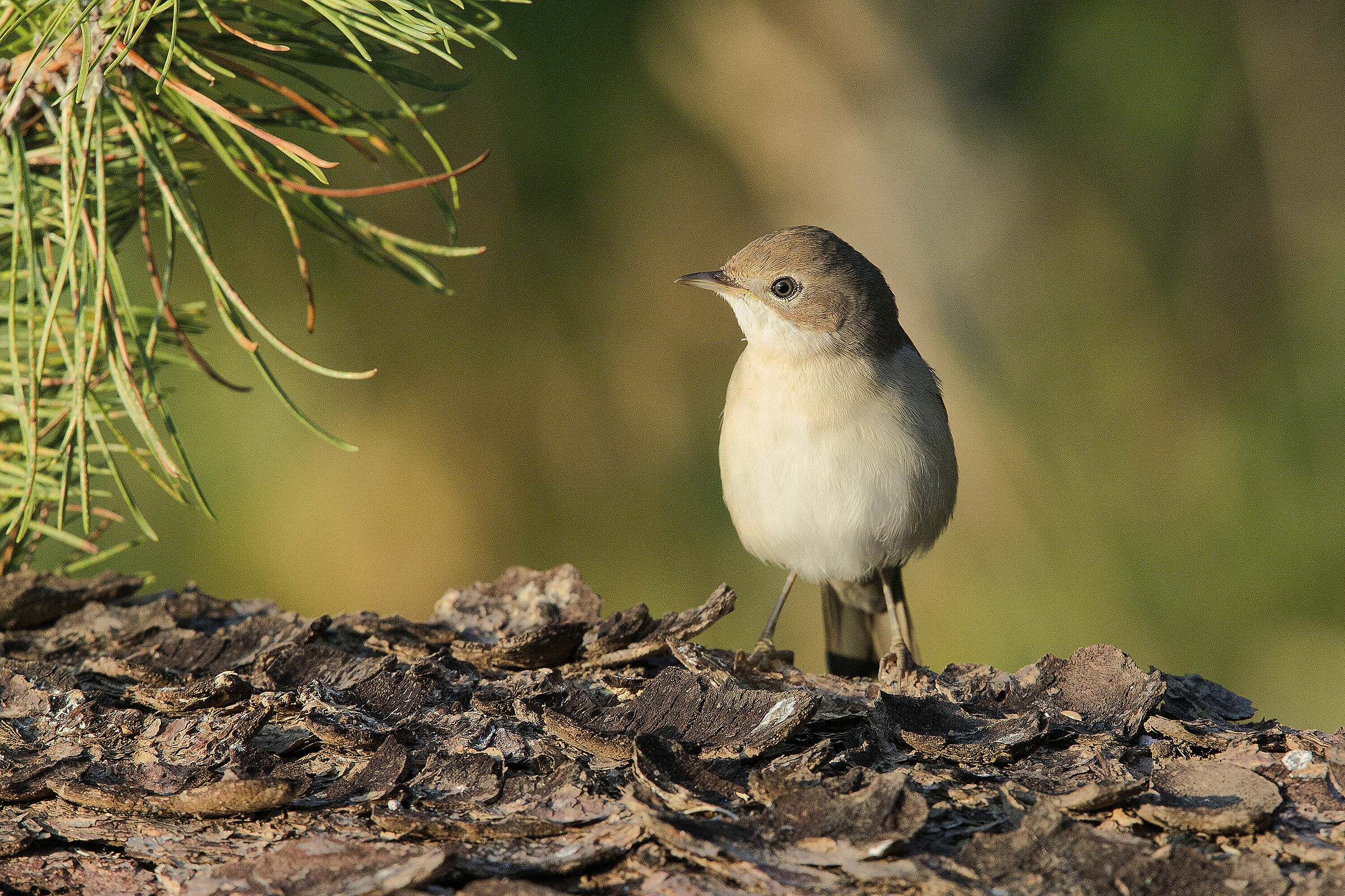 Sterpazzola ( giovane )