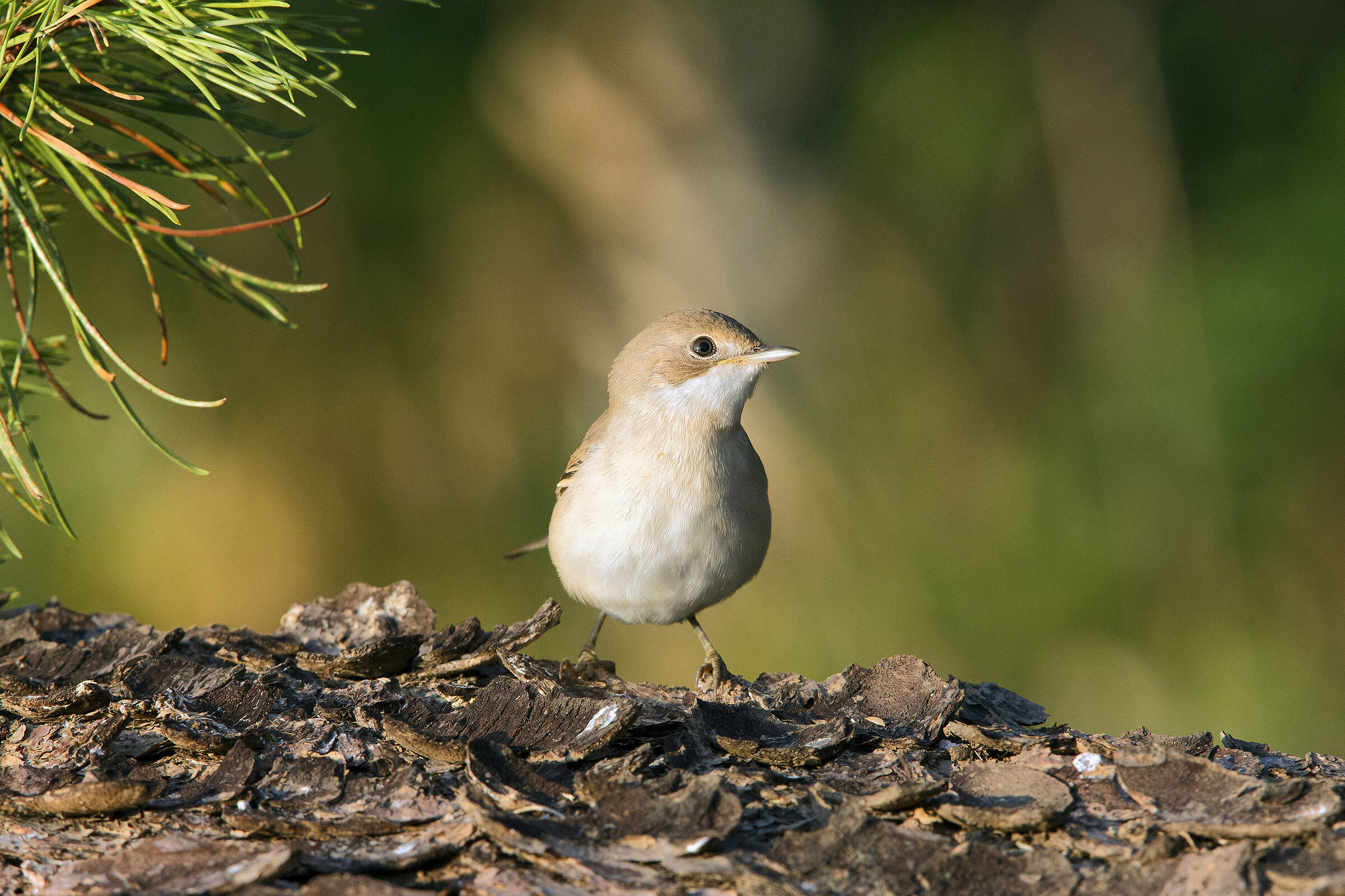 Sterpazzola ( giovane )
