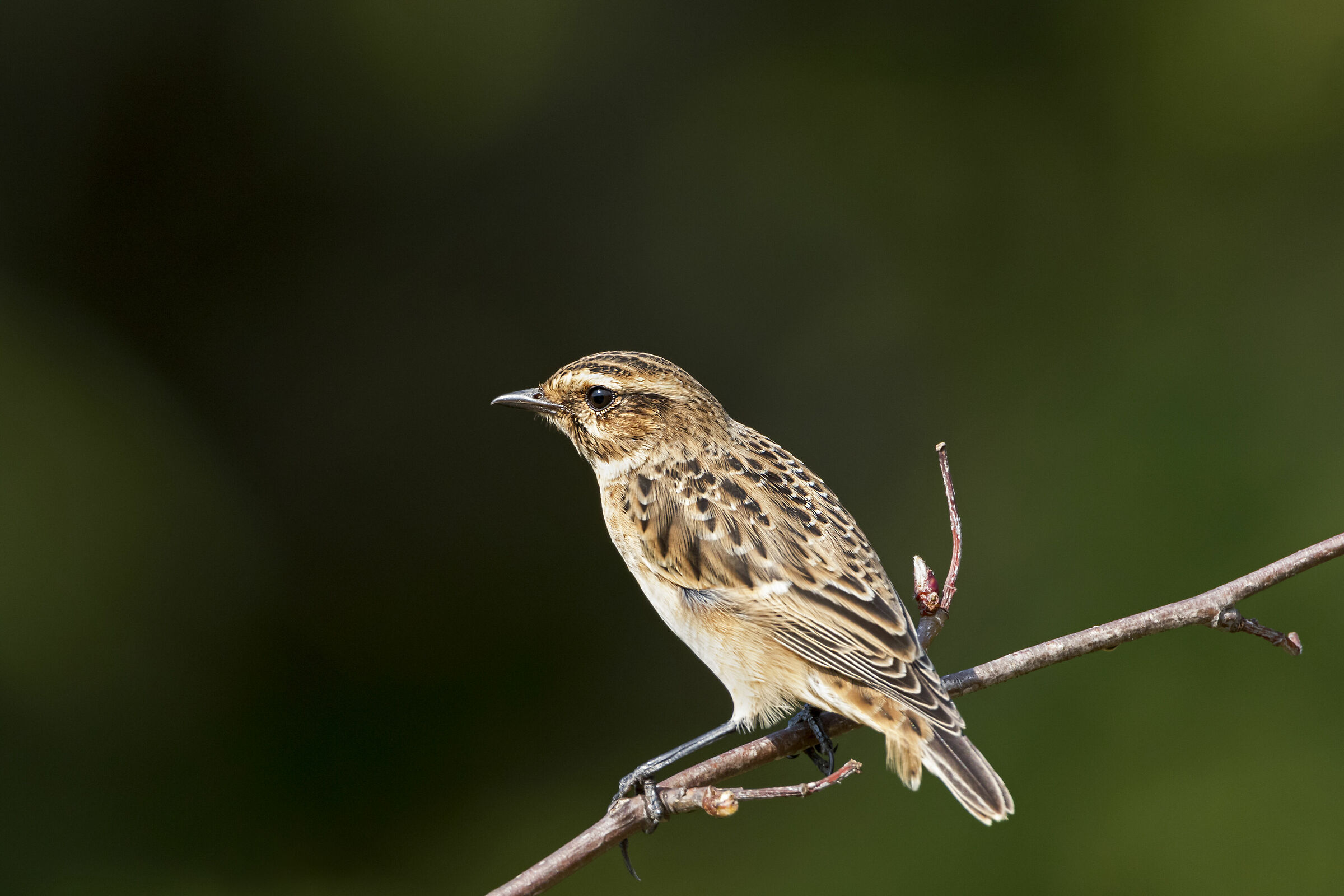 Stiaccino ( femmina )