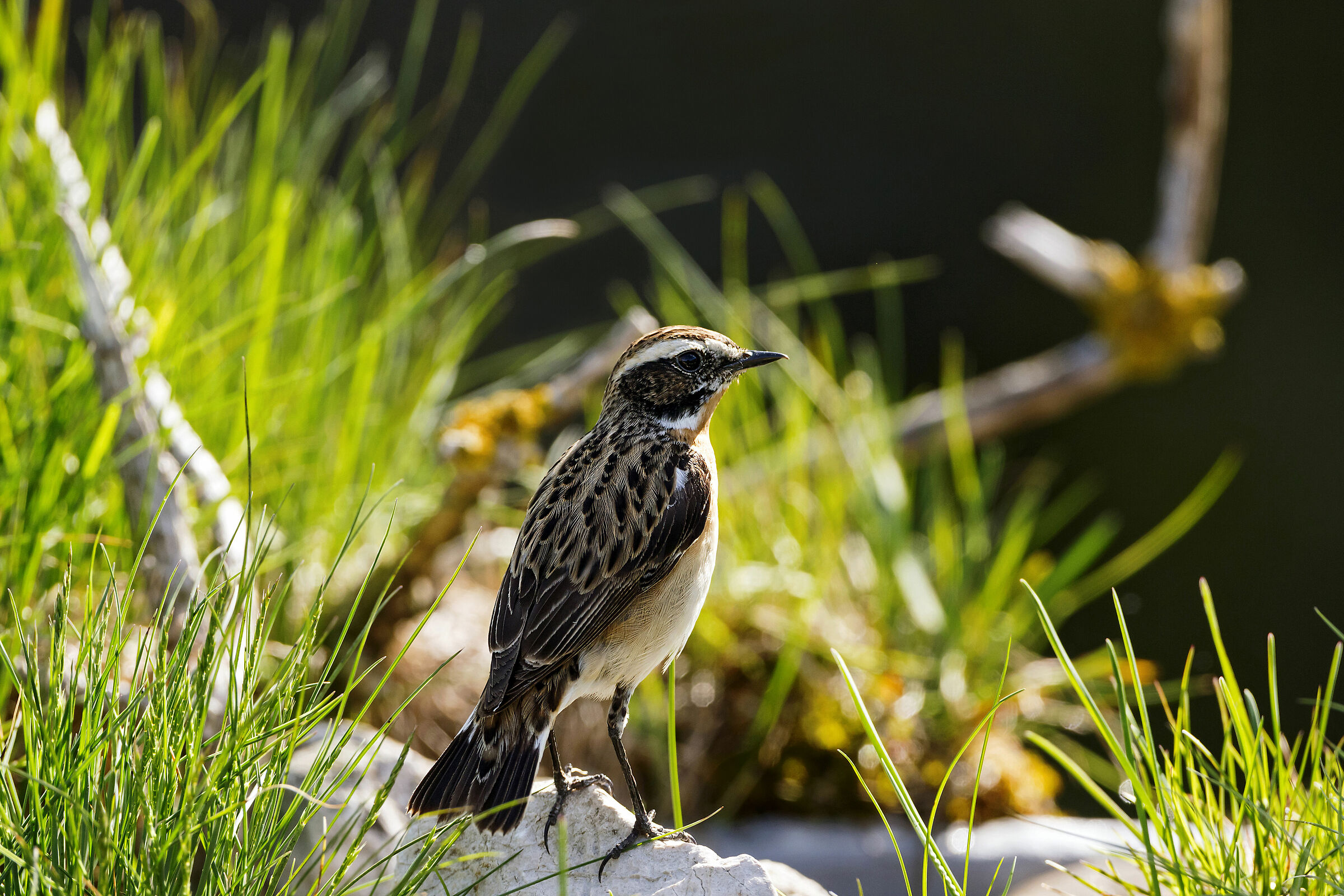 Stiaccino ( maschio )