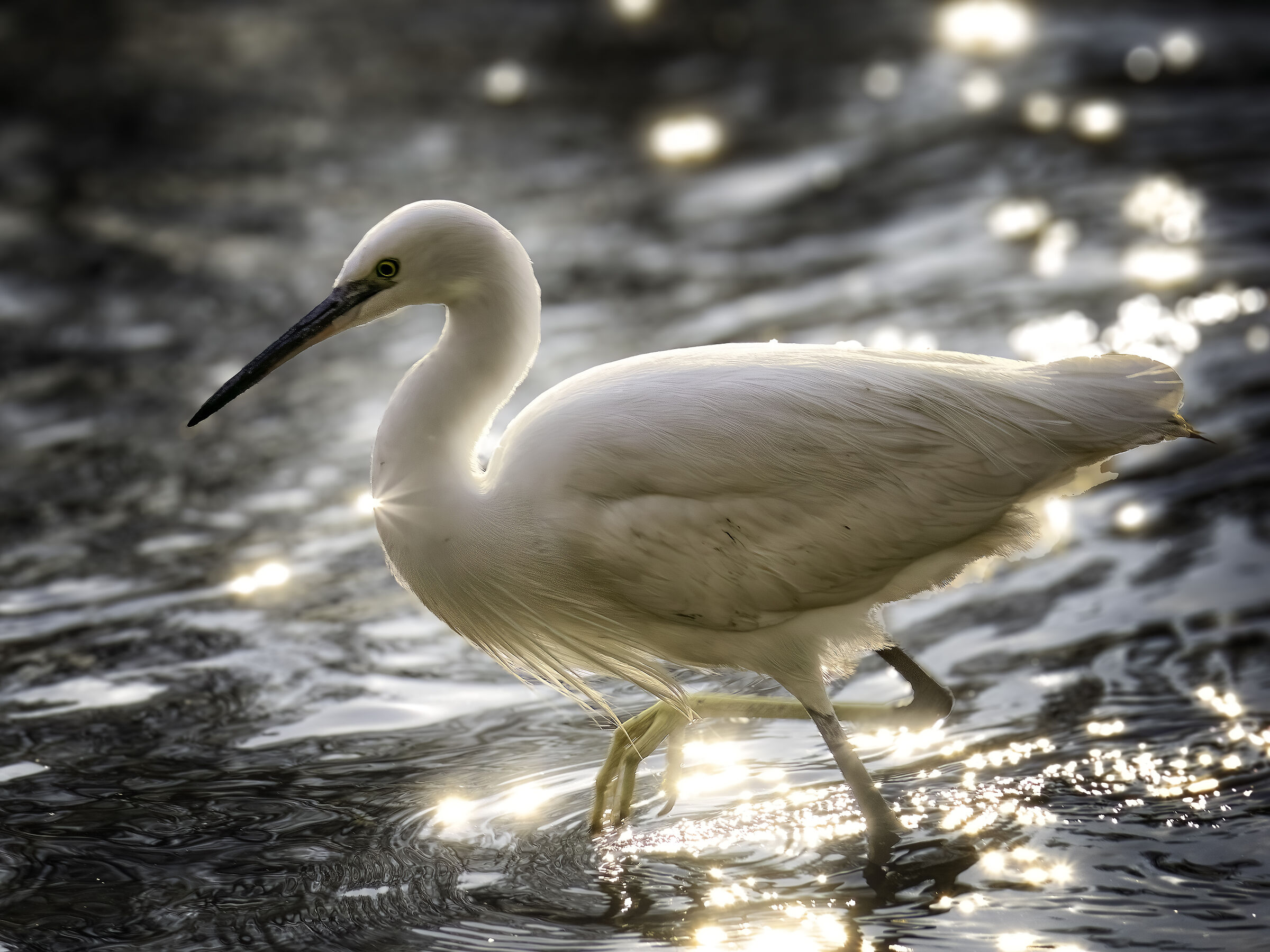 Egret Egret