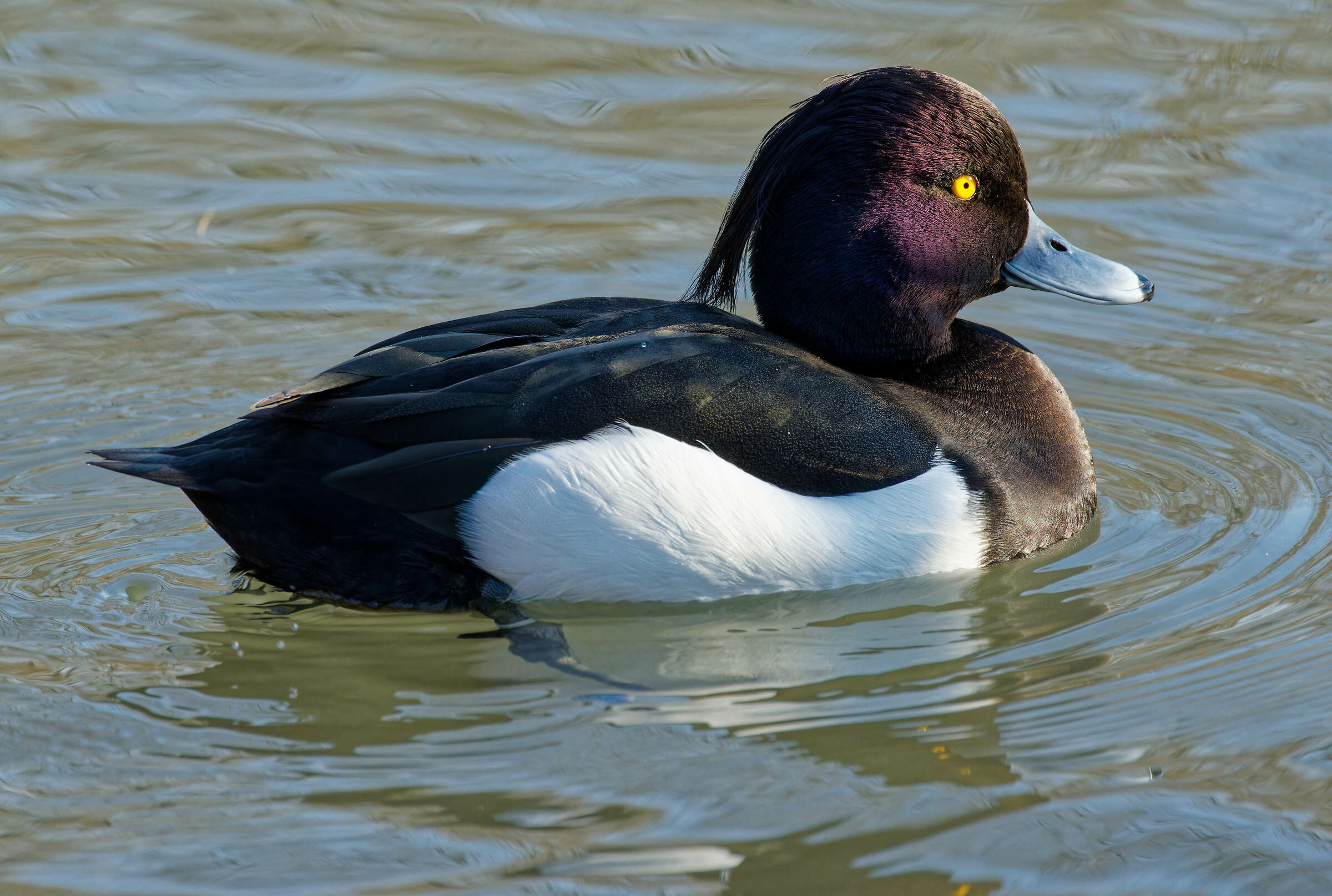 Moretta - Aythya fuligula