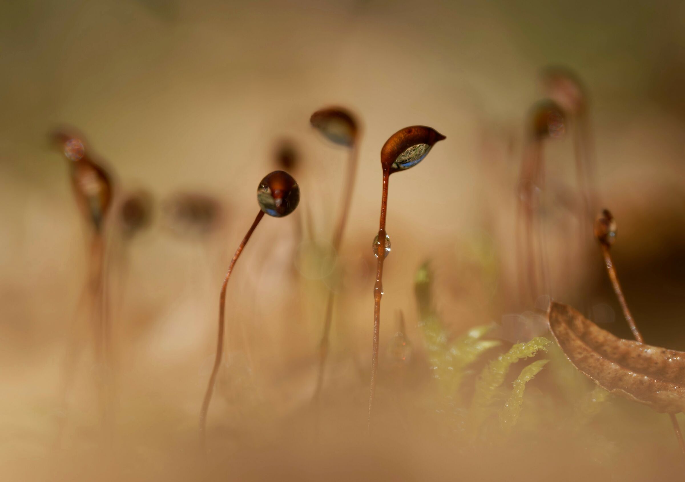 Micromondi del bosco