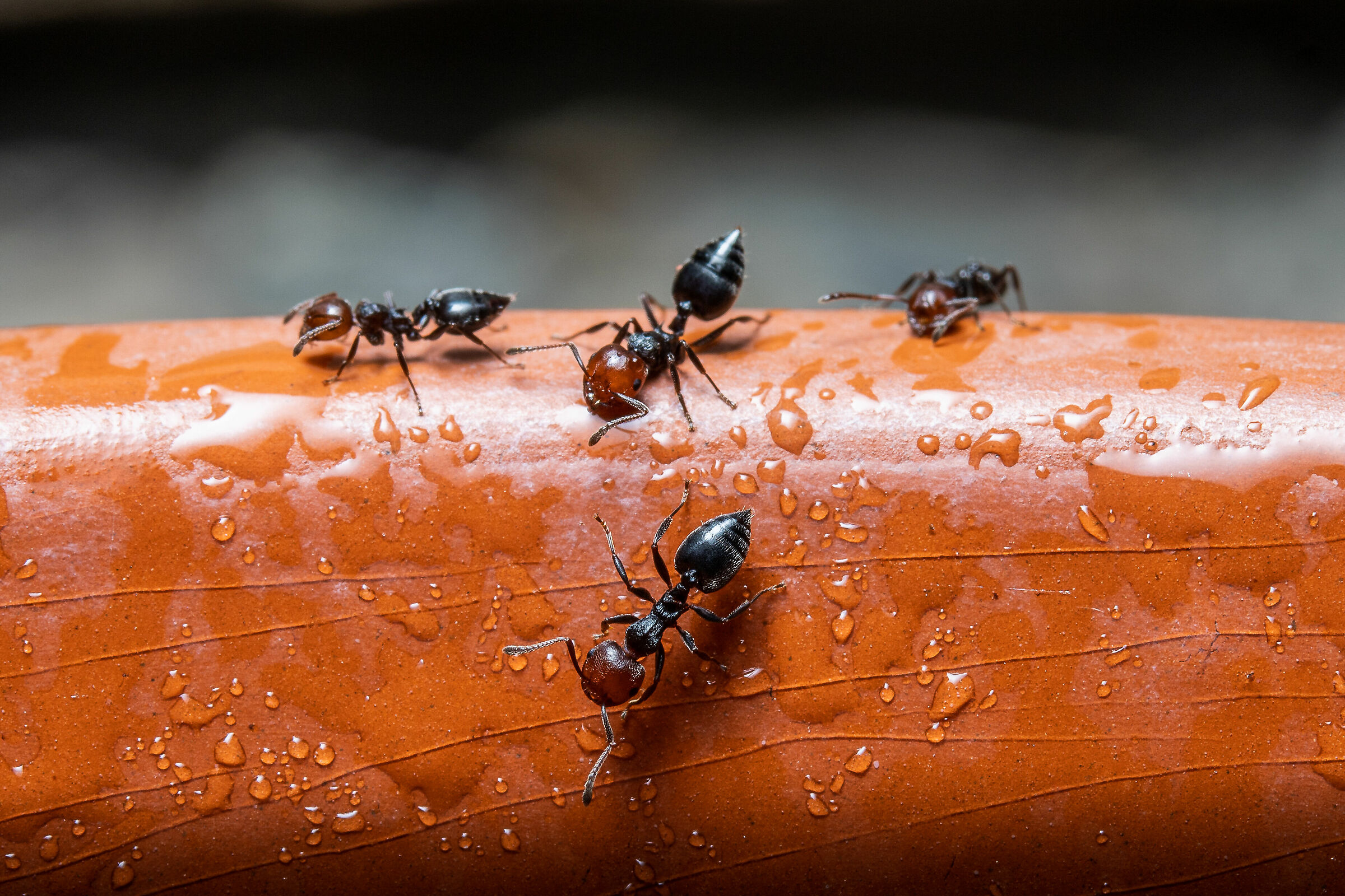 L'acqua Vitale per lavoratori instancabili