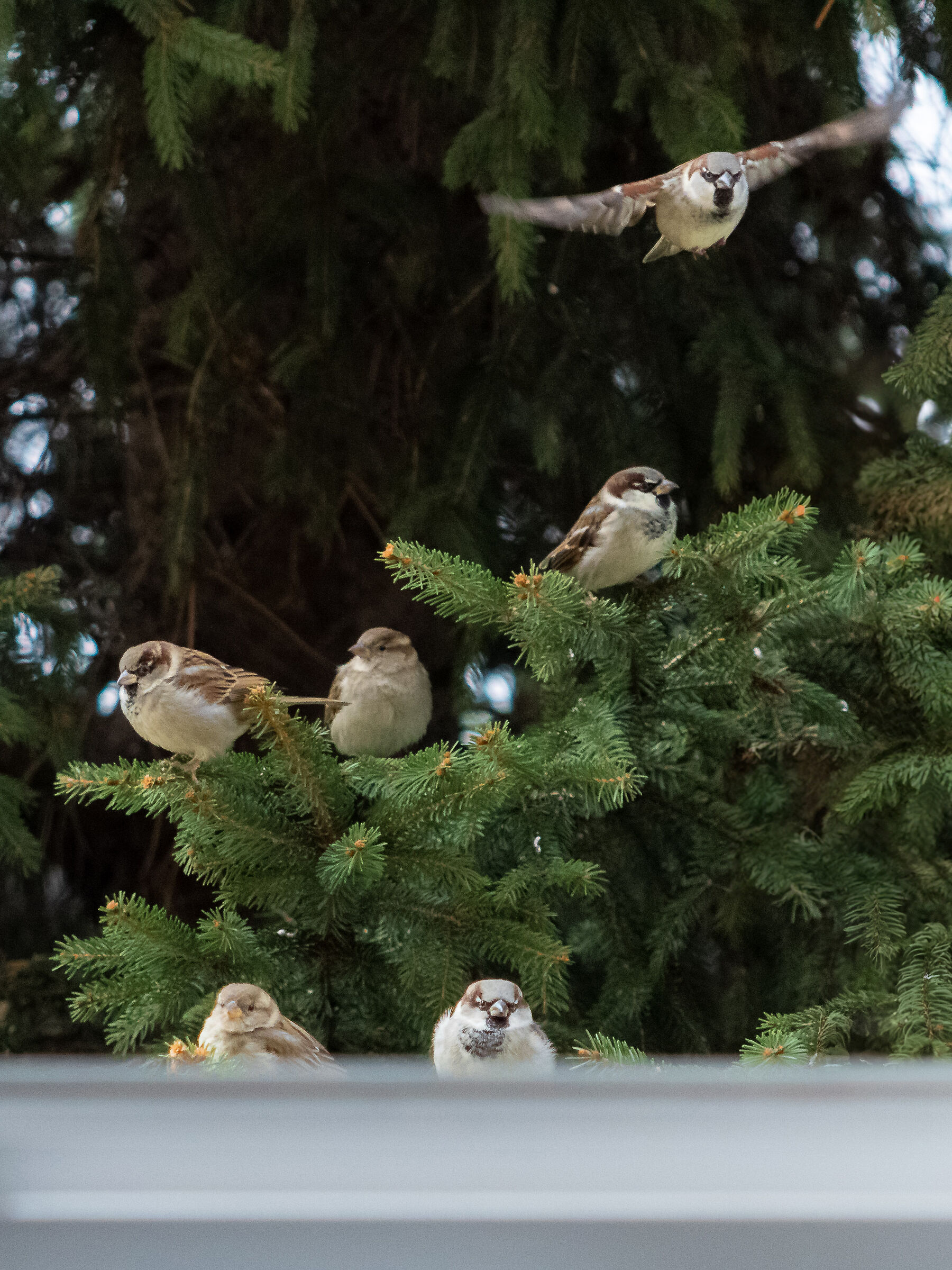 Uno sguardo fuori dalla finestra