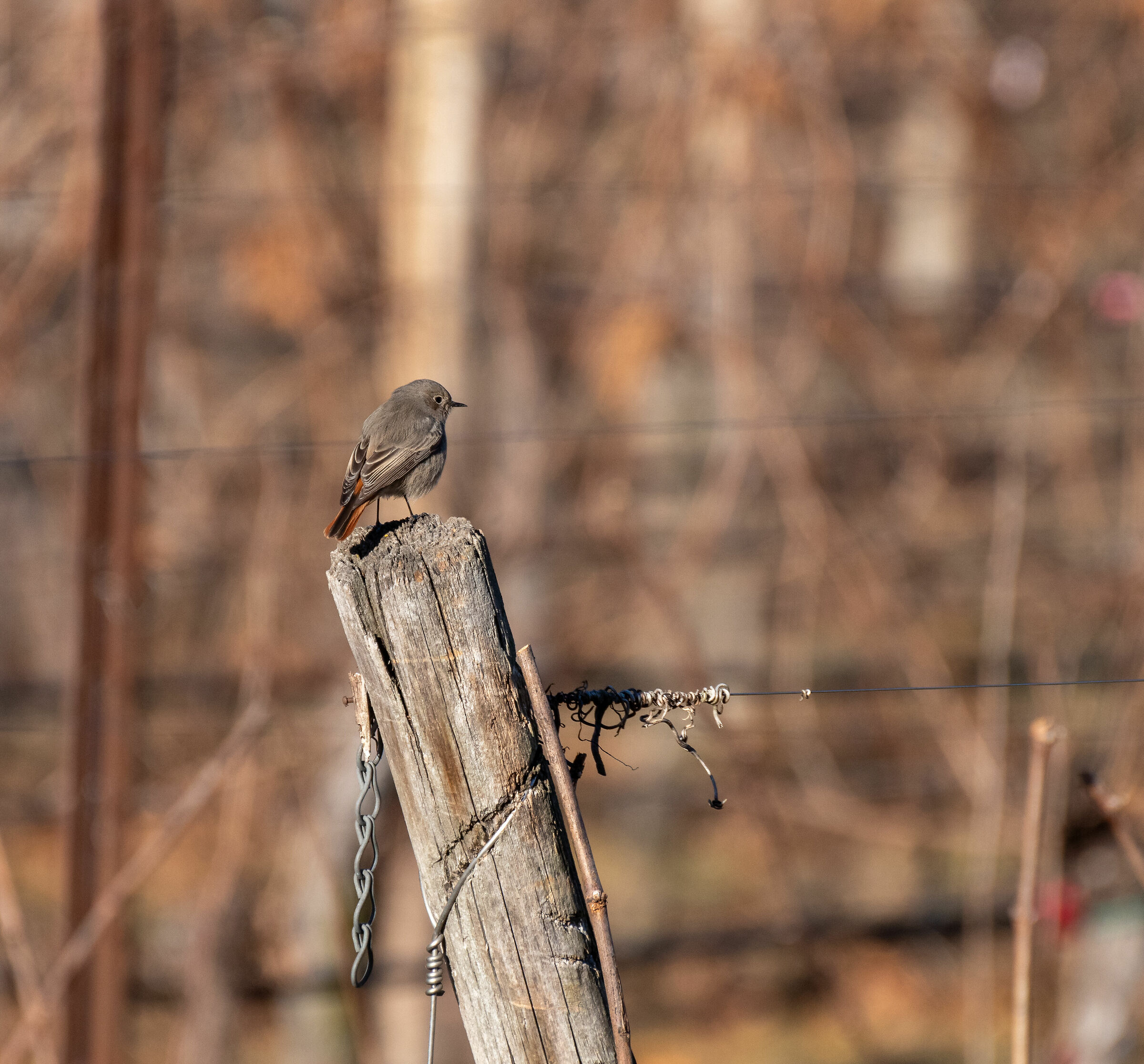 The keeper of the Rows ...