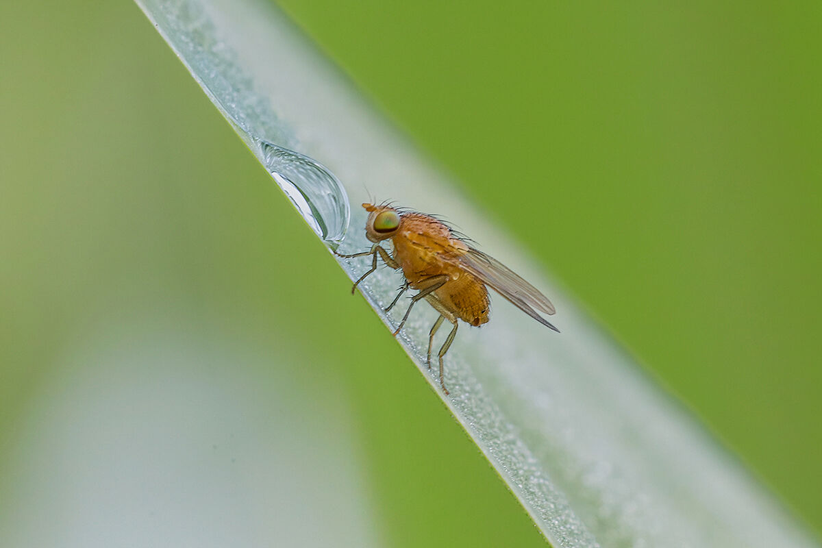 Lauxaniidae sp. z o.o.