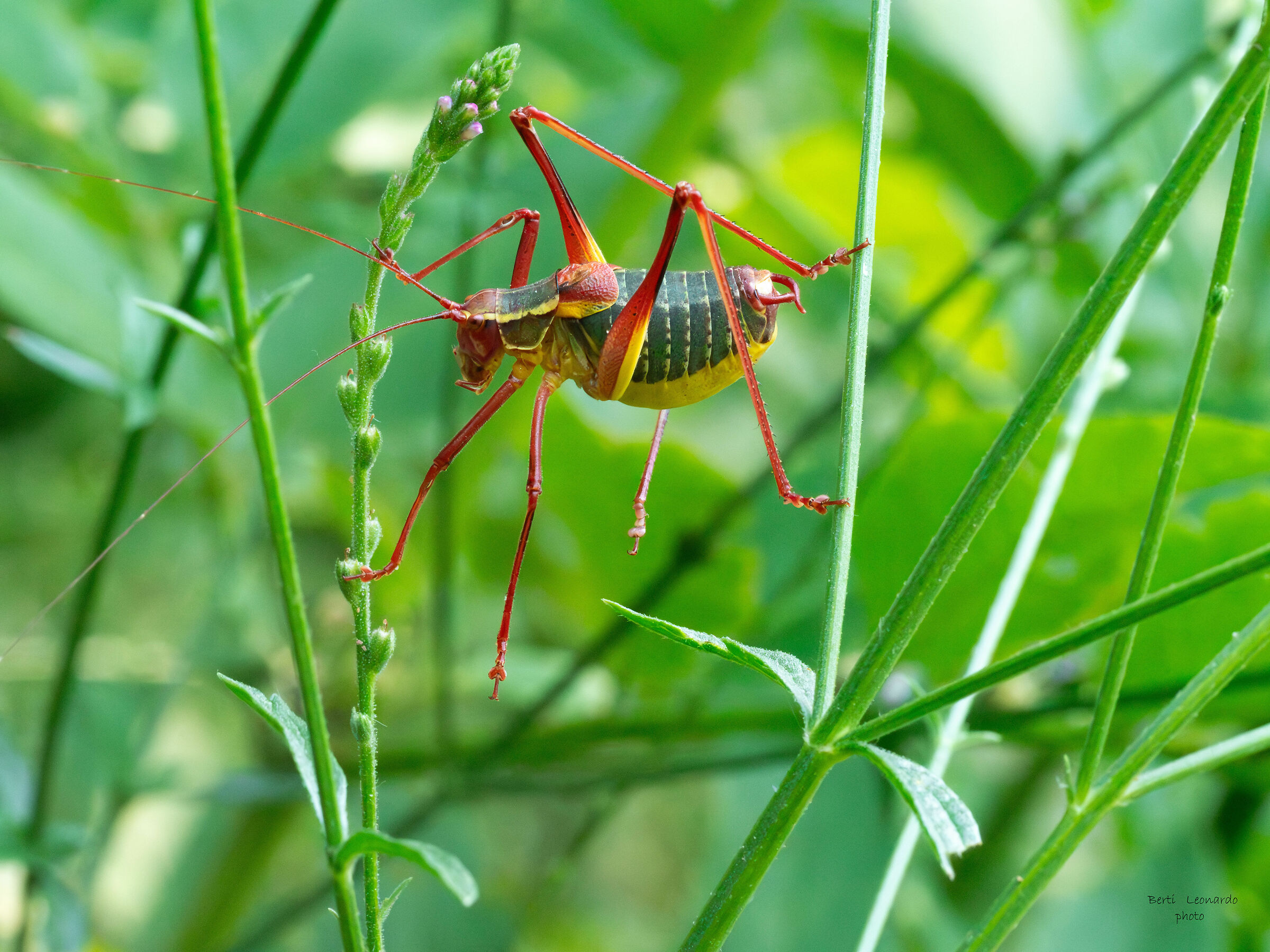 barbitistes vicetinus