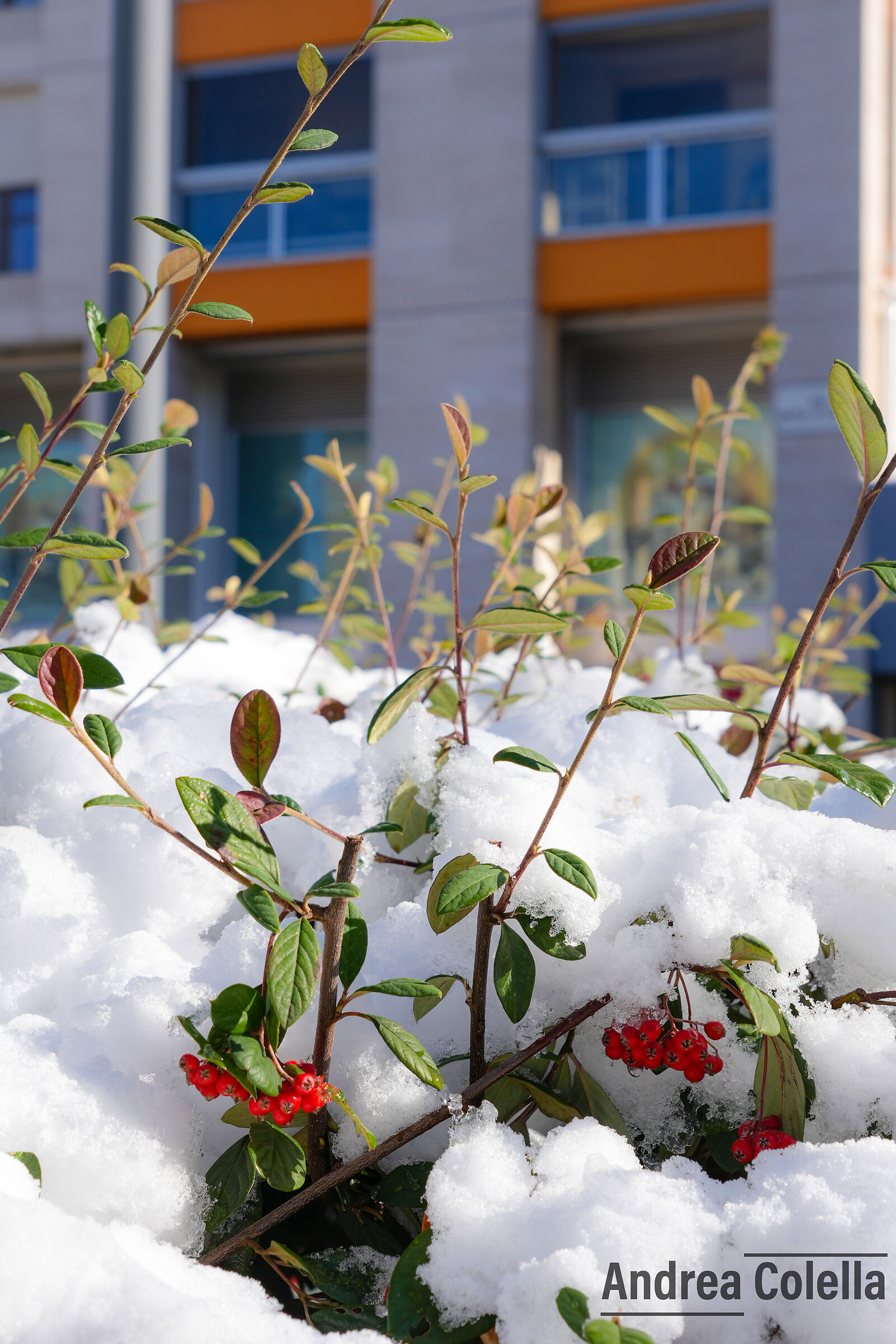 Quando il gelo non ferma la natura.