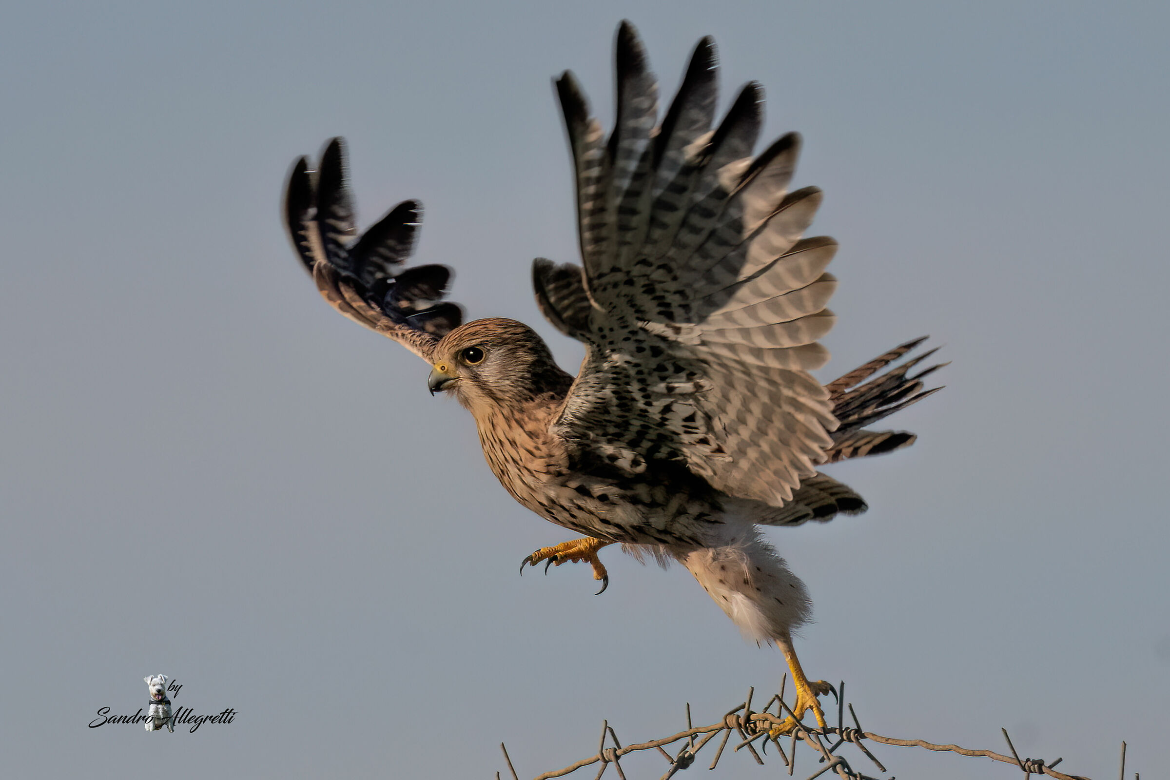 The common kestrel (Falco tinnunculus)