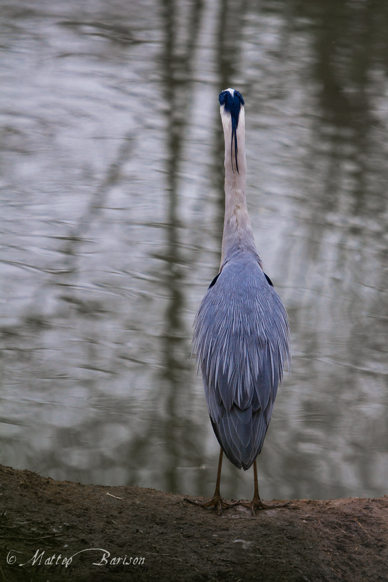 Grey Heron