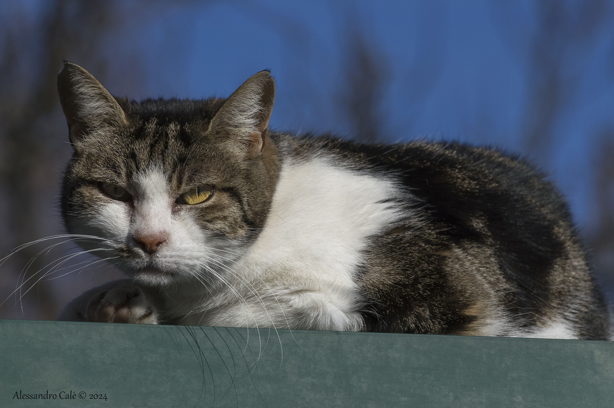 ...ti tengo d'occhio! 4179