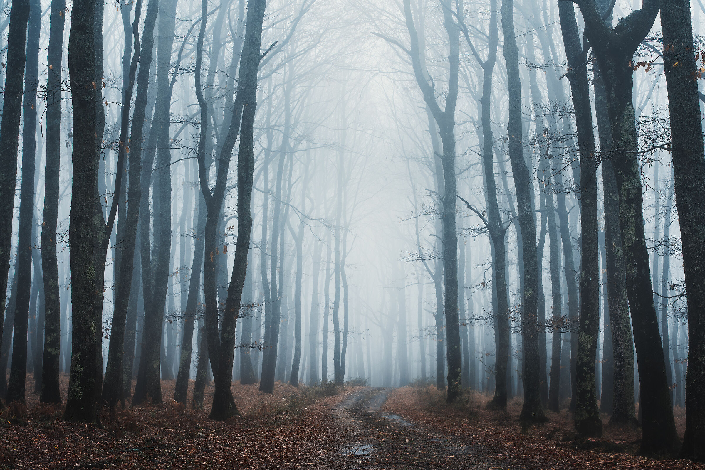 Camminando nel bosco