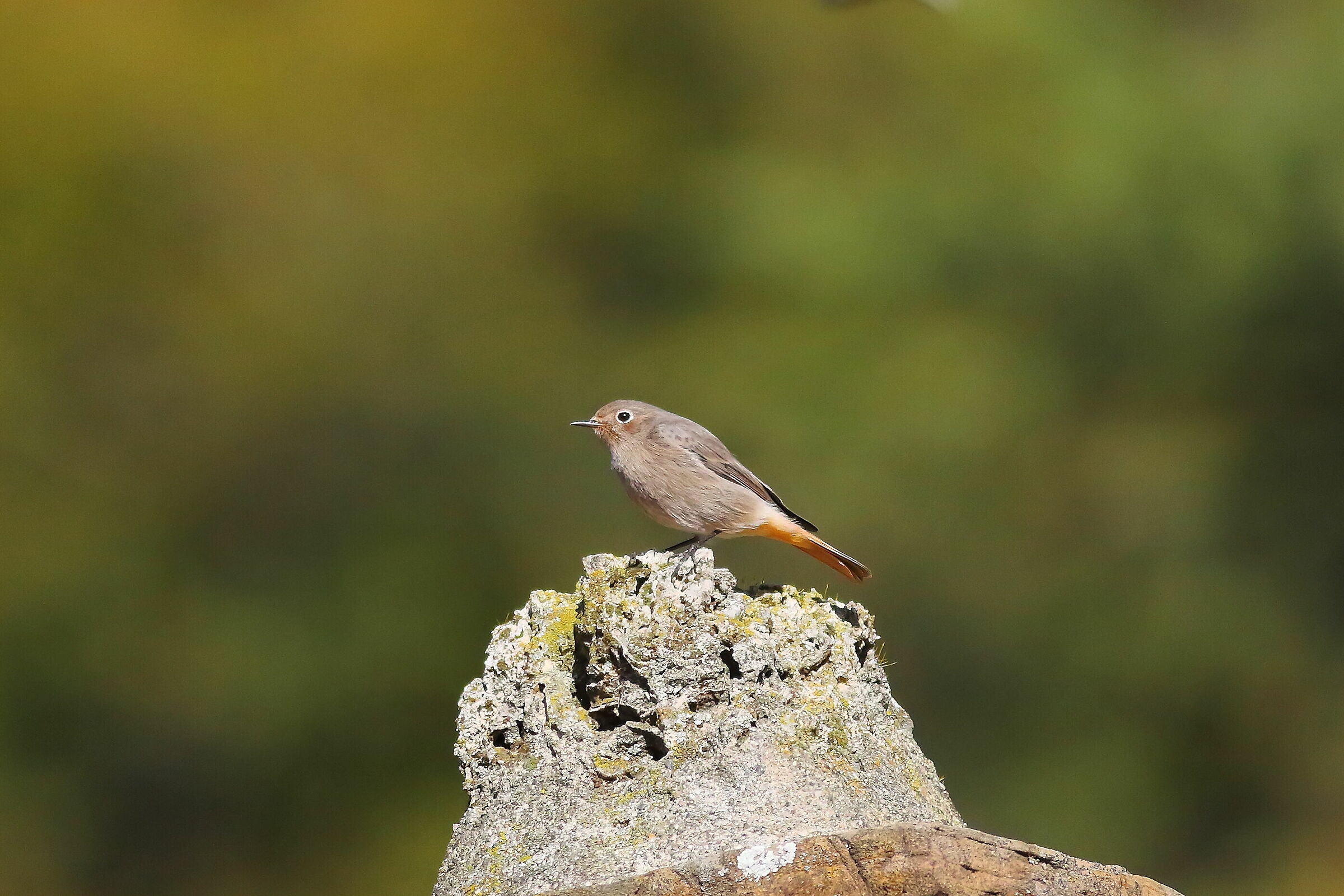 Redstart F 08-11-2023