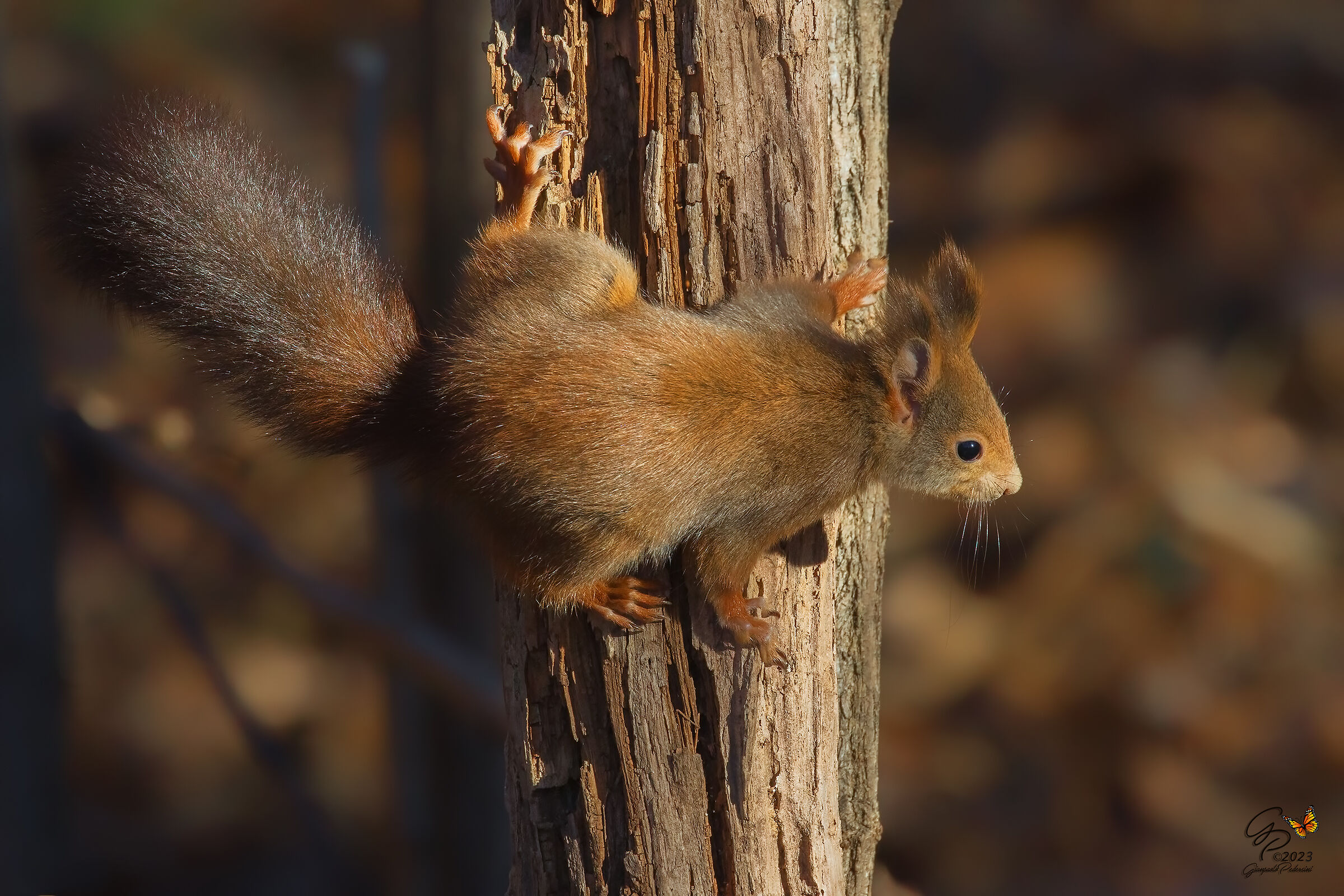 Spider Squirrel