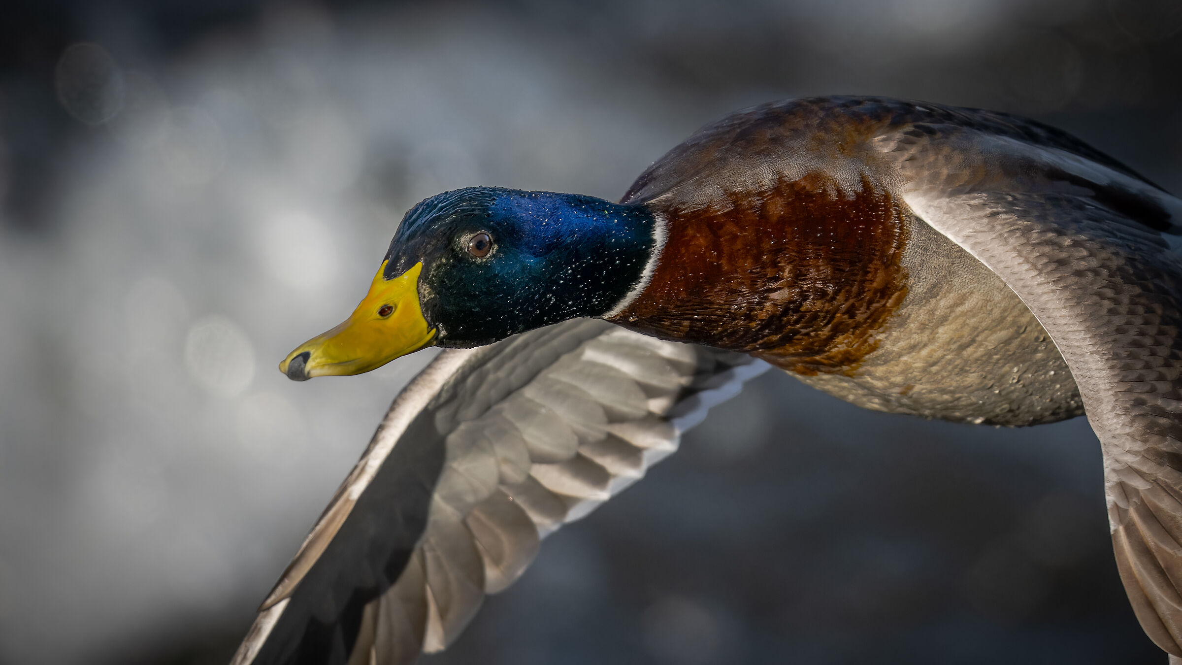 It's just a mallard, but it's a wonderful light.