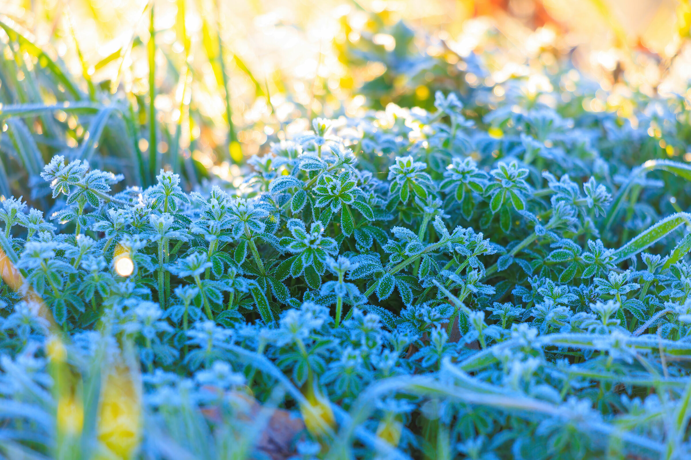 Naturalmente... originale