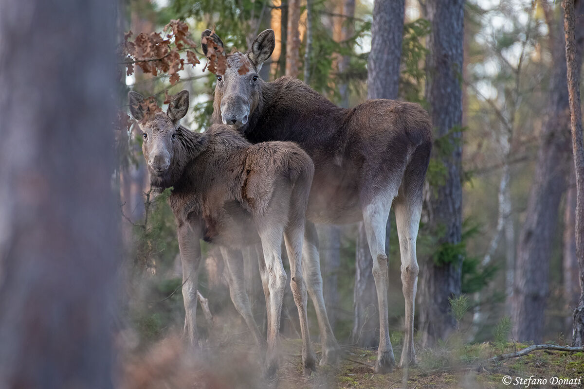 Sguardi nella foresta