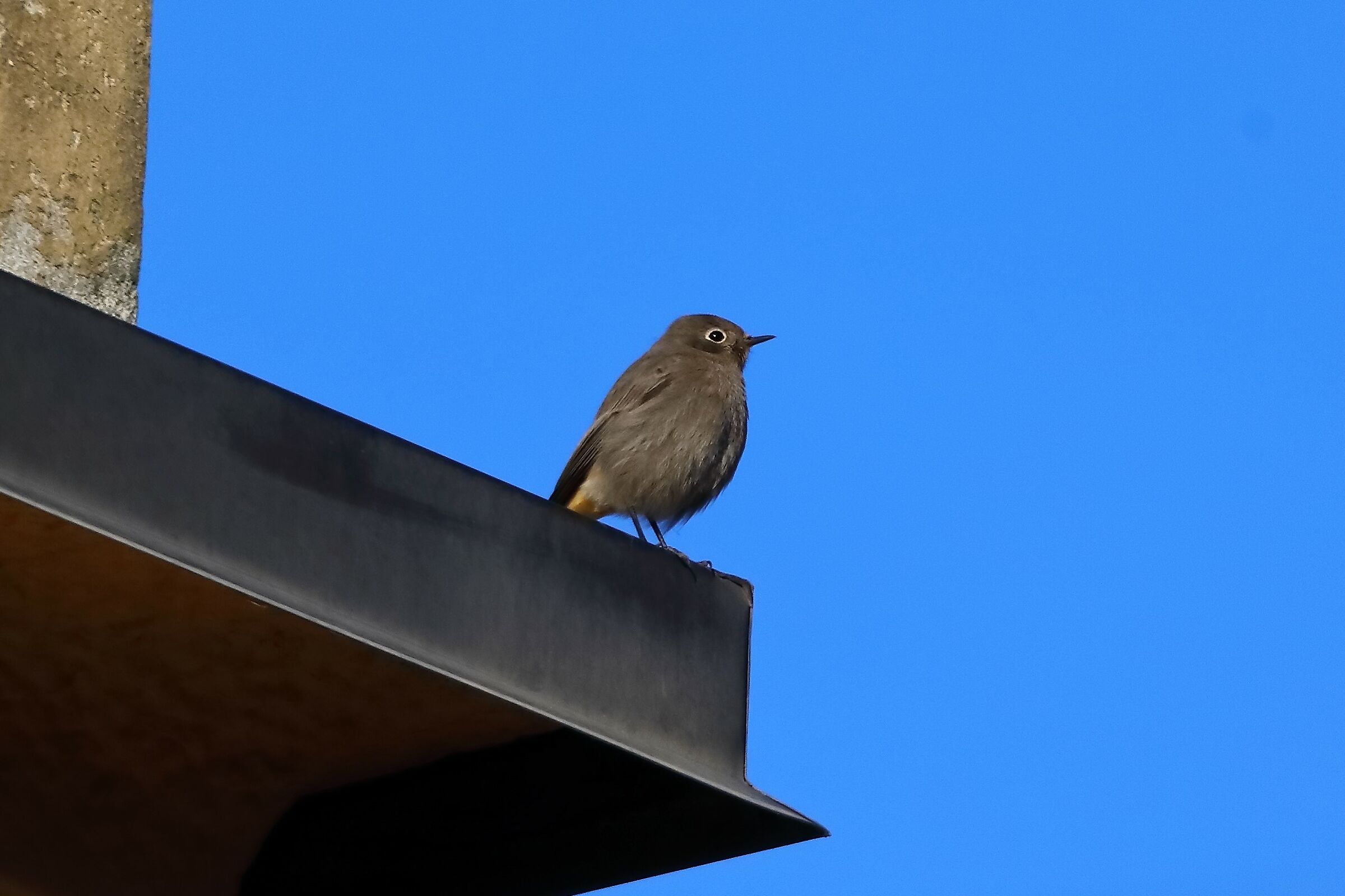 Redstart F 20-11-2023