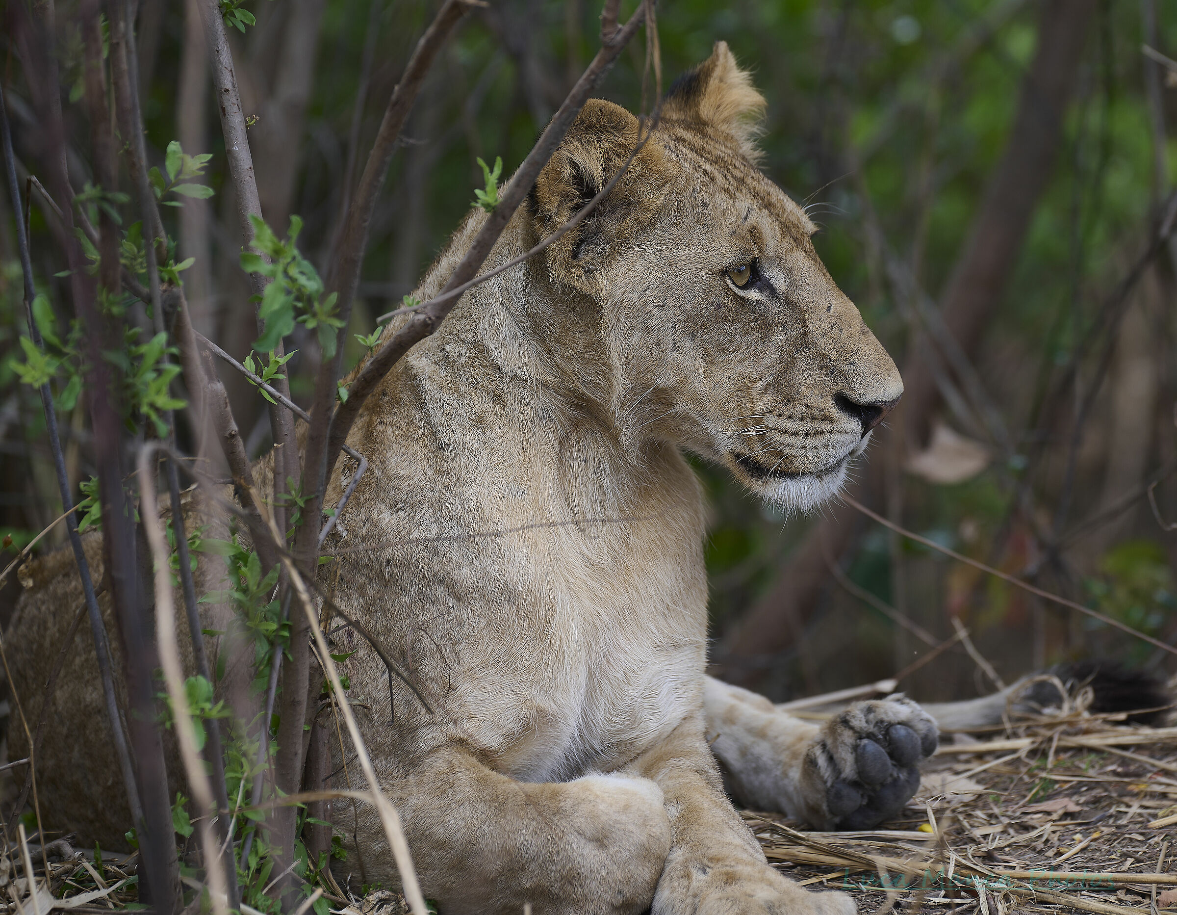 The Queen of the Savannah