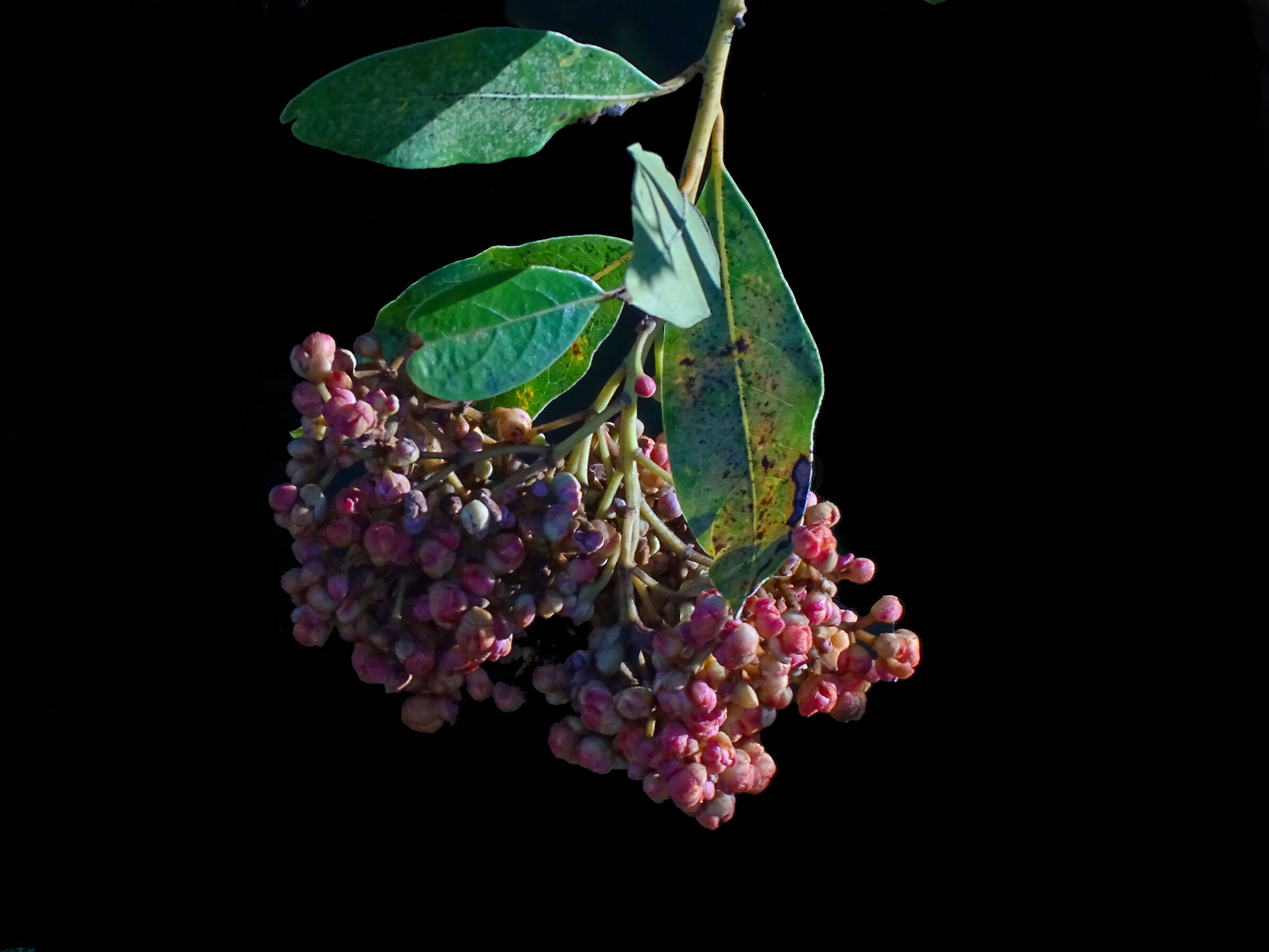 Alloro Fiori - 50X crop.1,24