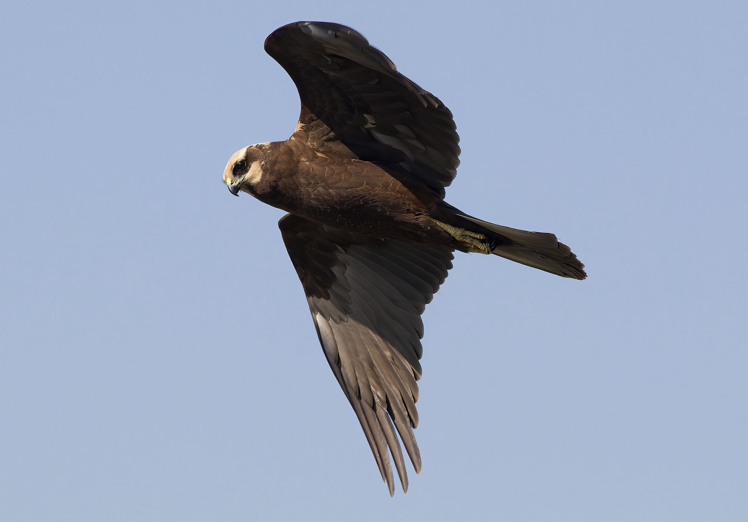 falco di palude
