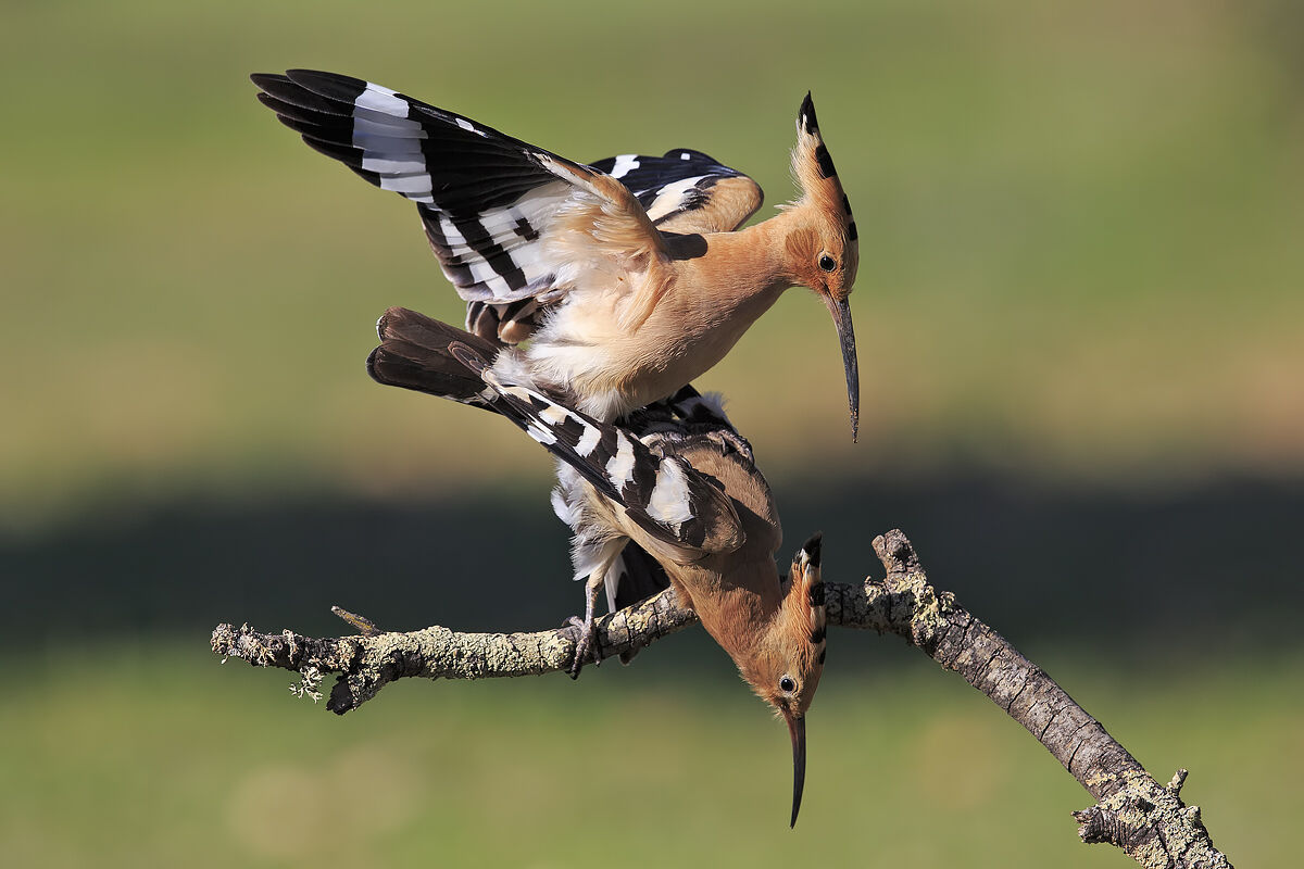 Hoopoes