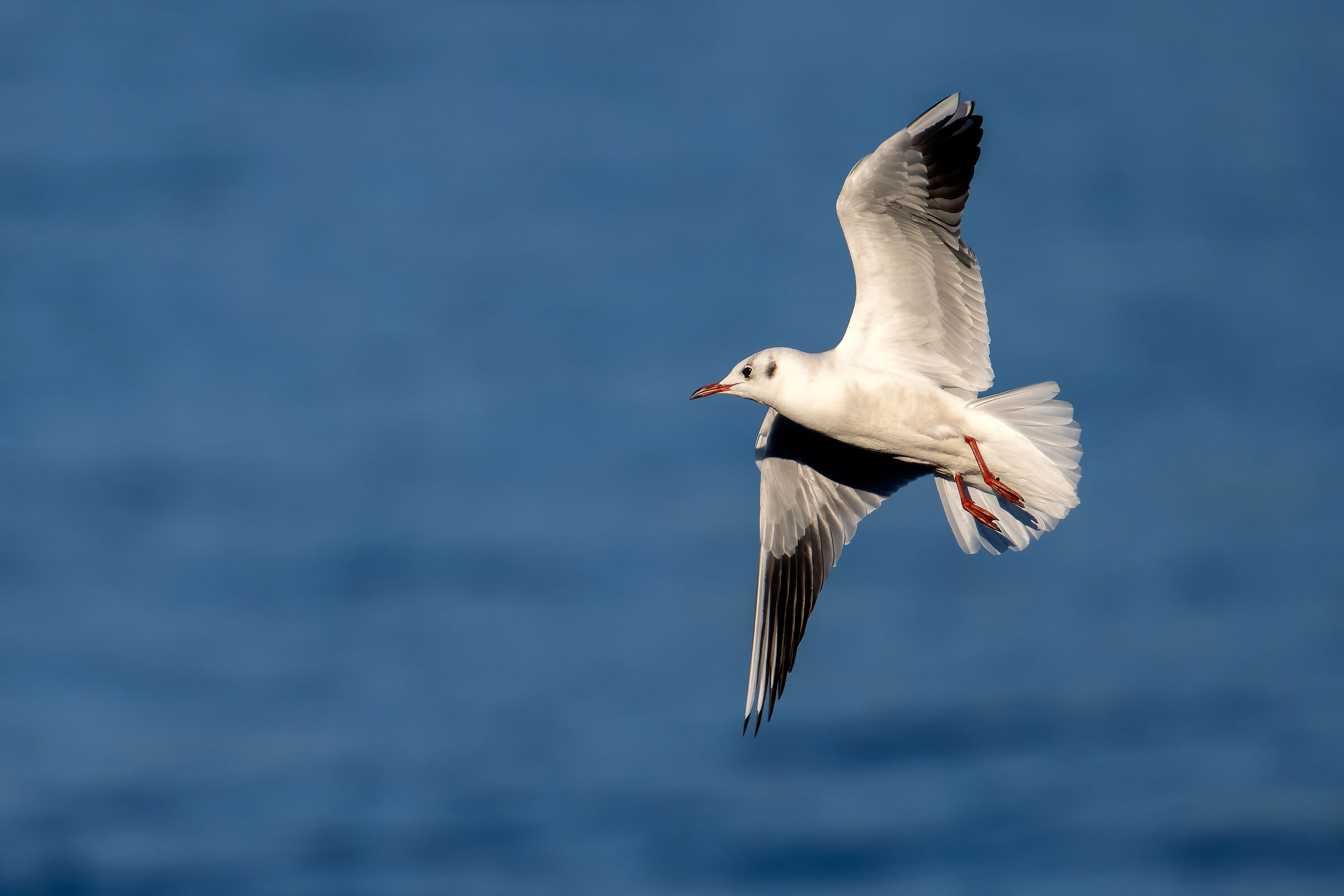 Gabbiano comune (Larus ridibundus) piumaggio invernale