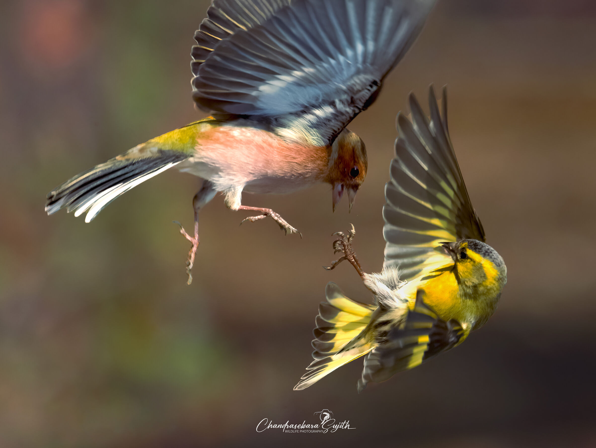 Chaffinch and Lucherino quarrel